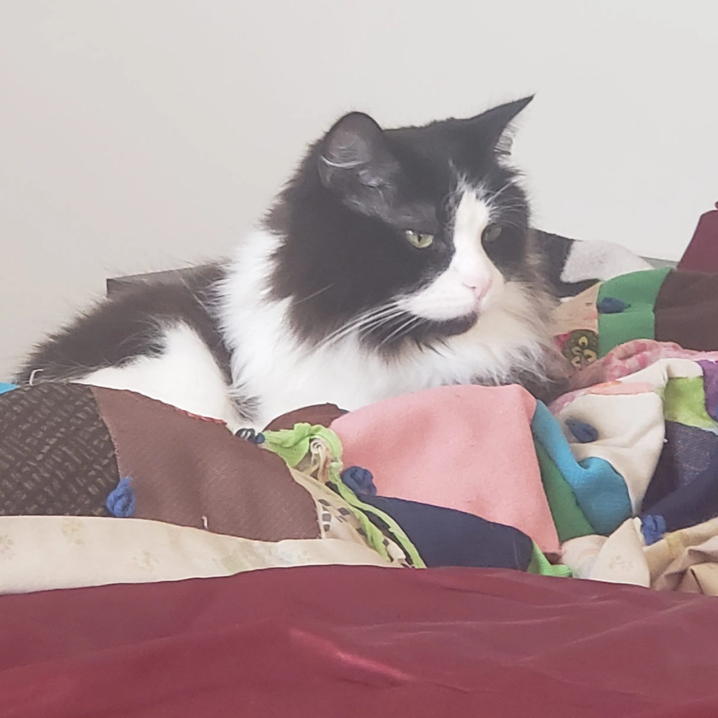 Product image for *Donation* Cat nip for bob!