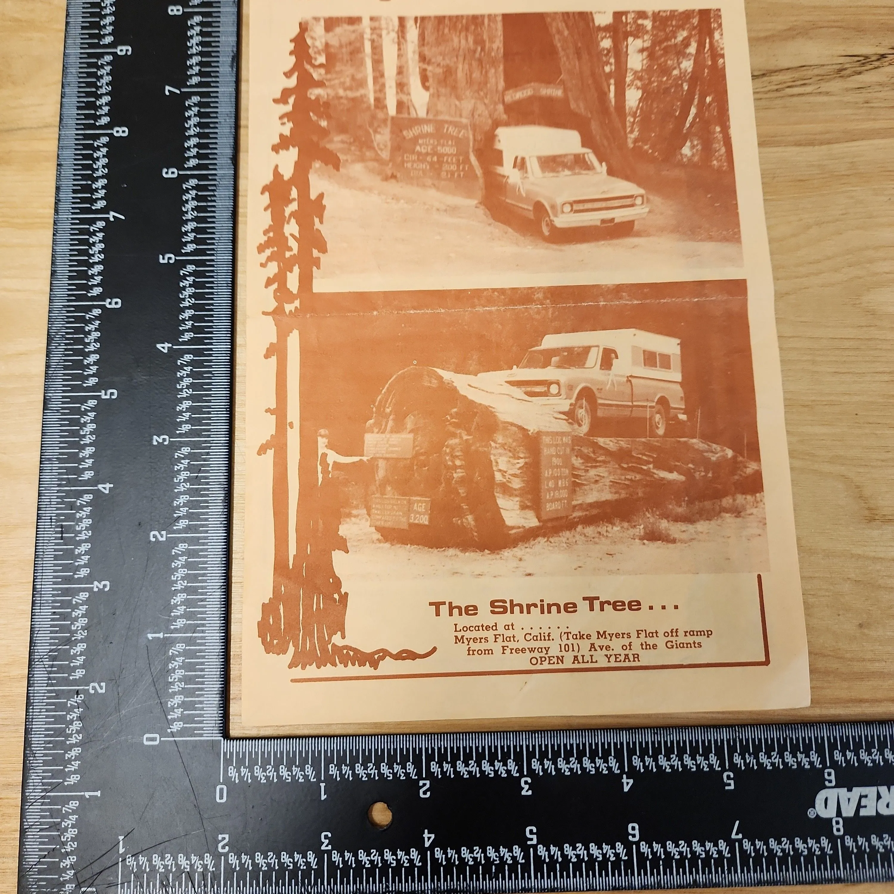 Product image for The Shrine Tree Redwoods Myers Flat California Pamphlet Brochure Vintage