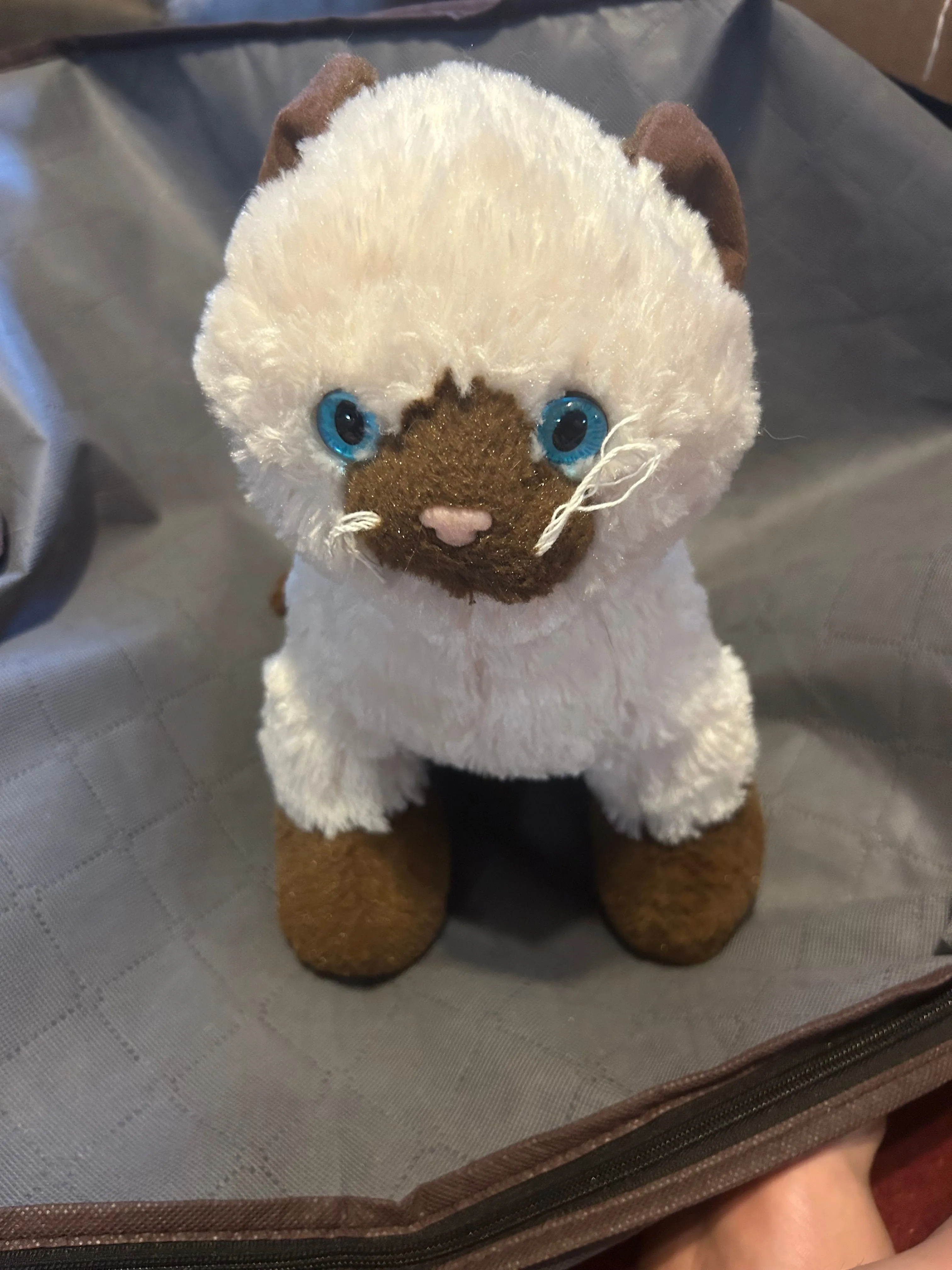 Product image for Siamese Himalayan Cat BAB