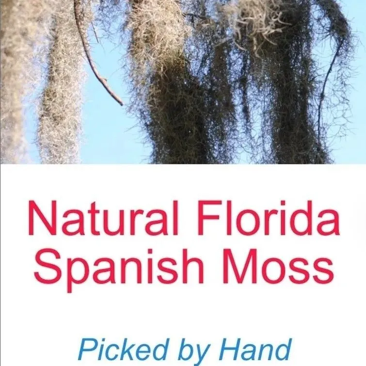 Product image for Organic Spanish Moss Florida LIVE Air Plant Overstuffed 1 Gallon Bag Craft decor