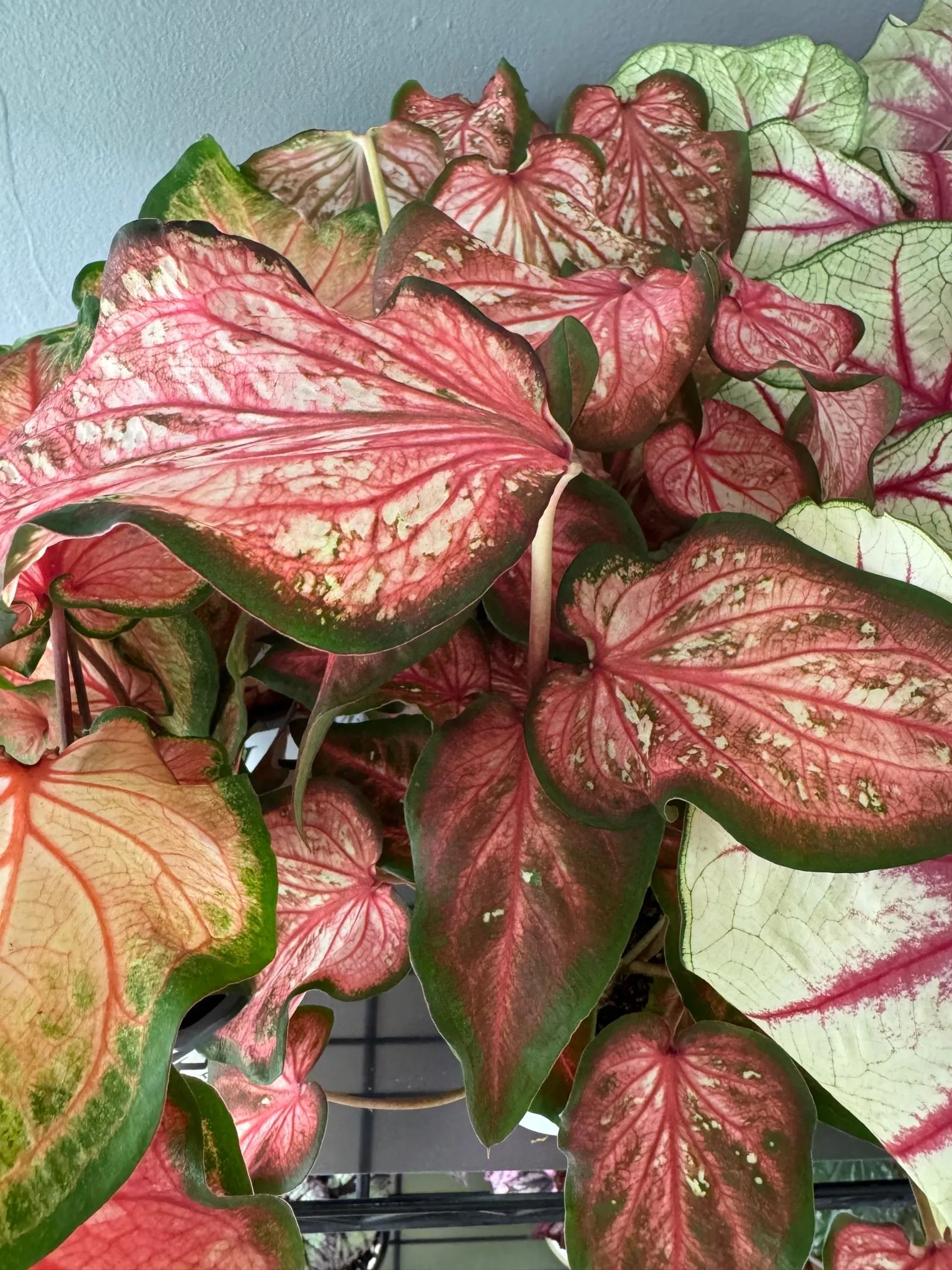 6faa6ee6-406f-4f01-9be8-28aaa2a800c1