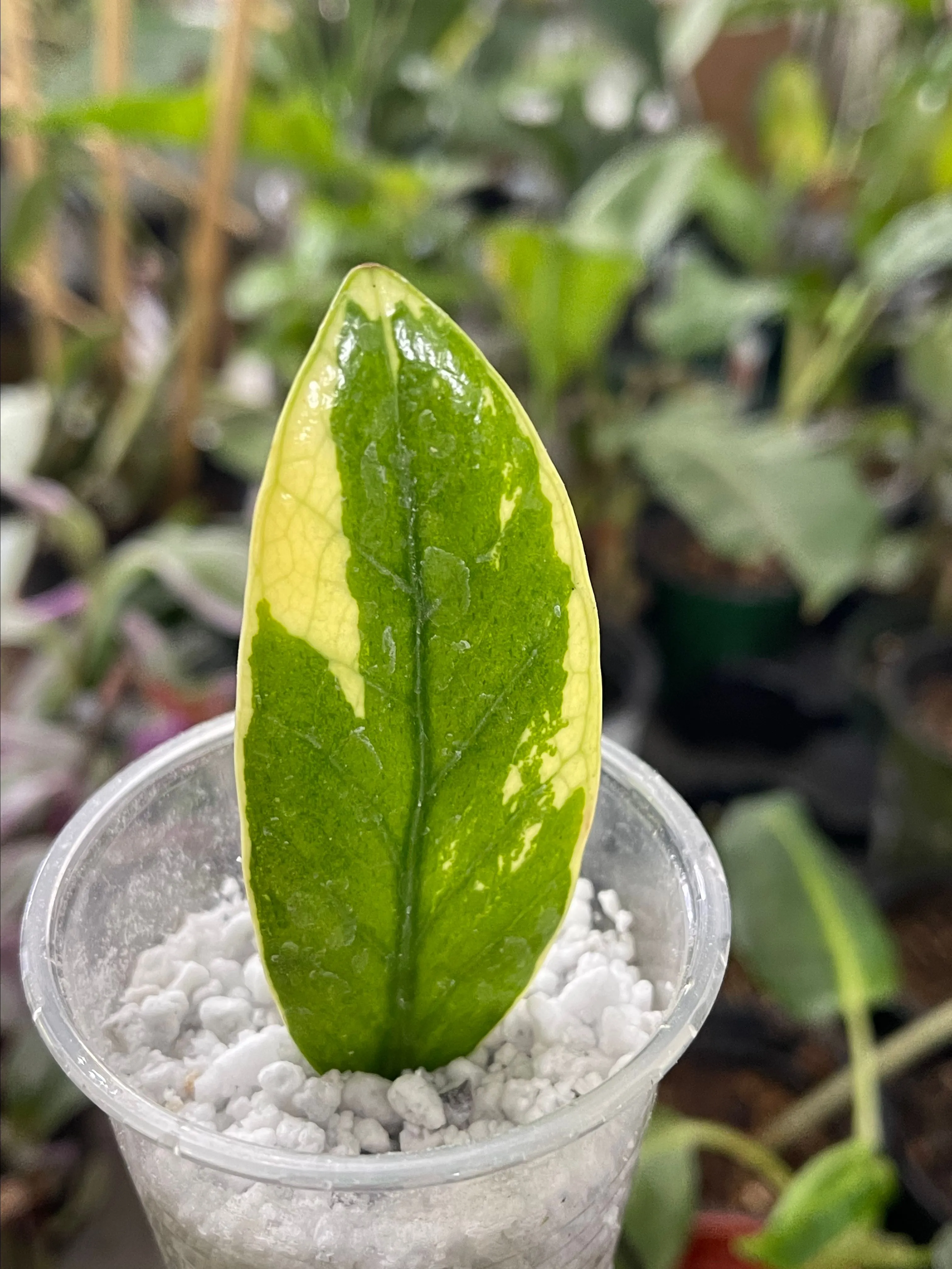 Product image for Zamioculcas zamiifolia yellow variegated fresh cutting unroot and Rooted