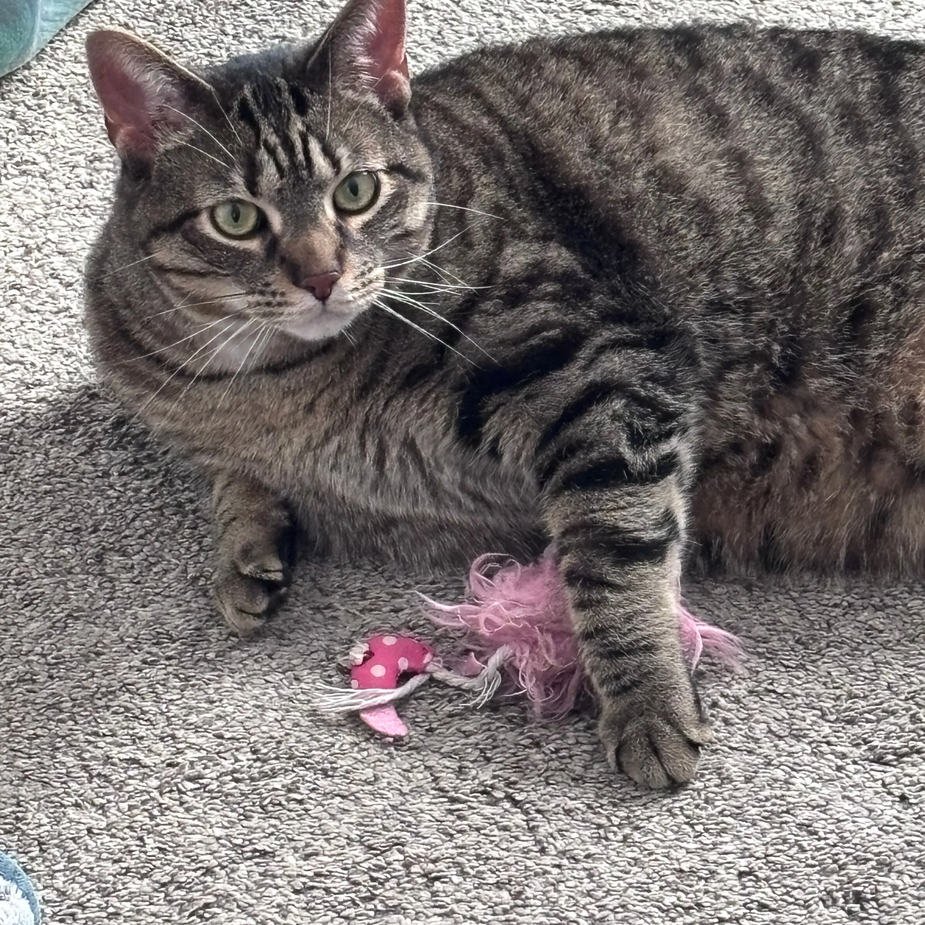 Product image for Melvin needs a new toy