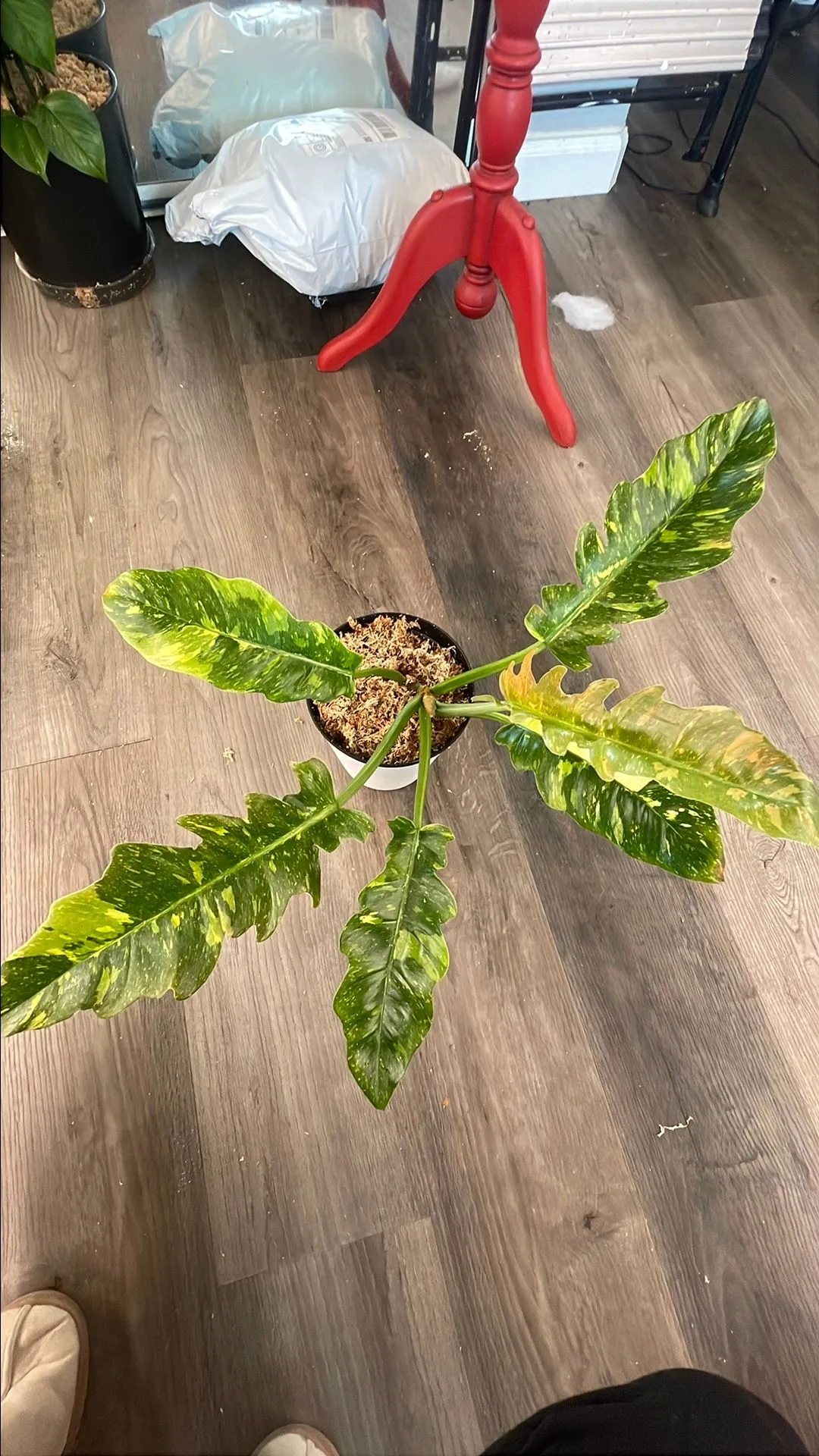 Product image for Philodendron Ring of Fire
