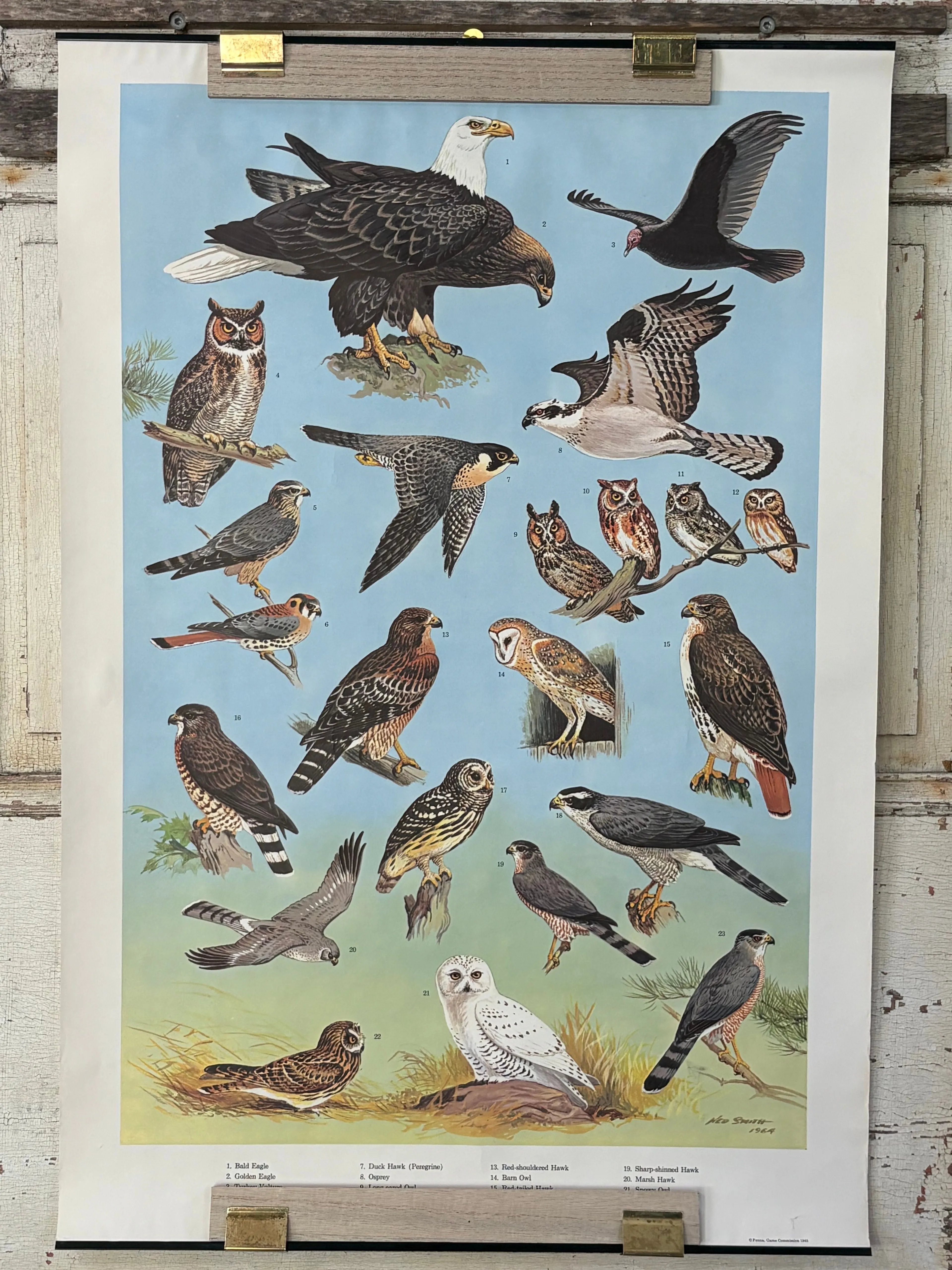 Product image for 9. RARE 1964 Ned Smith "Birds of Prey"