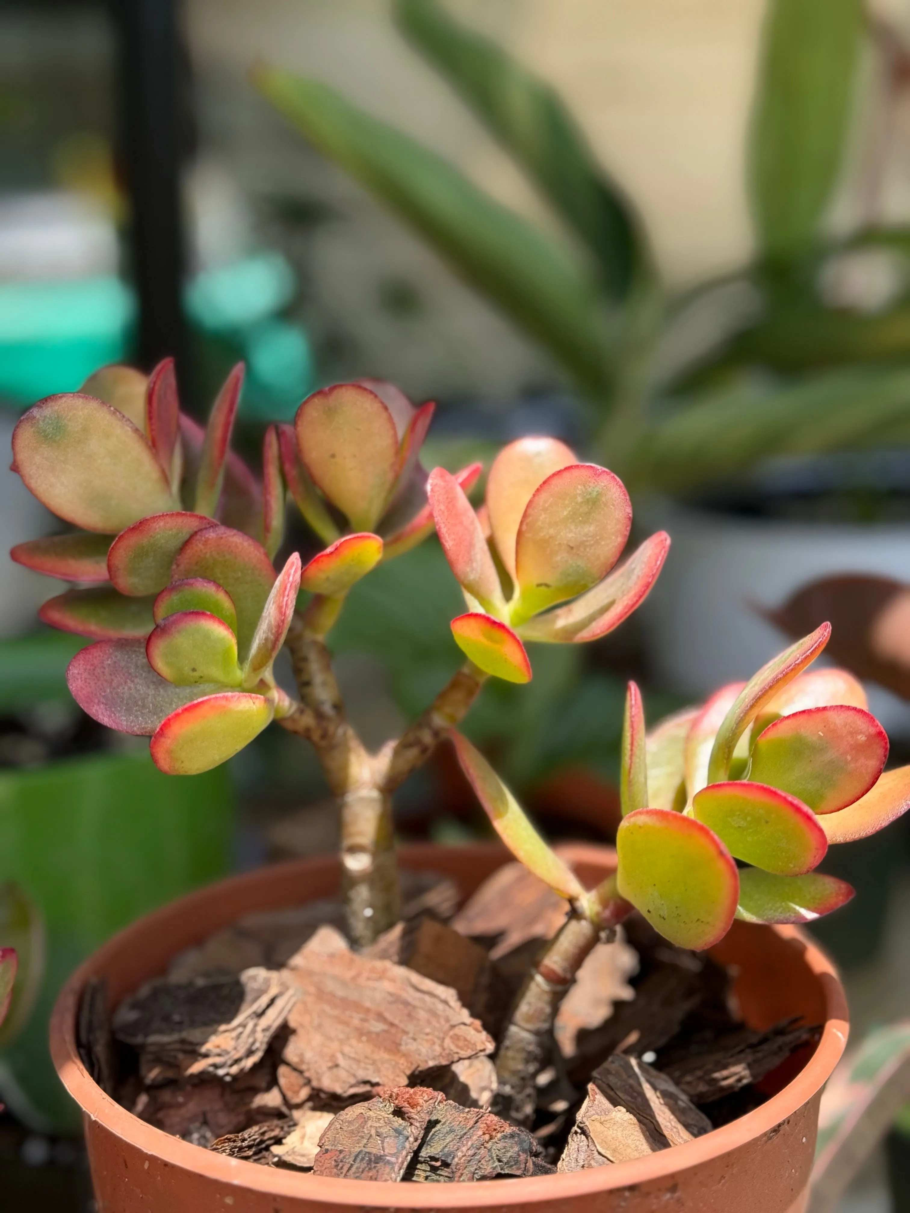 Product image for Variegated Jade