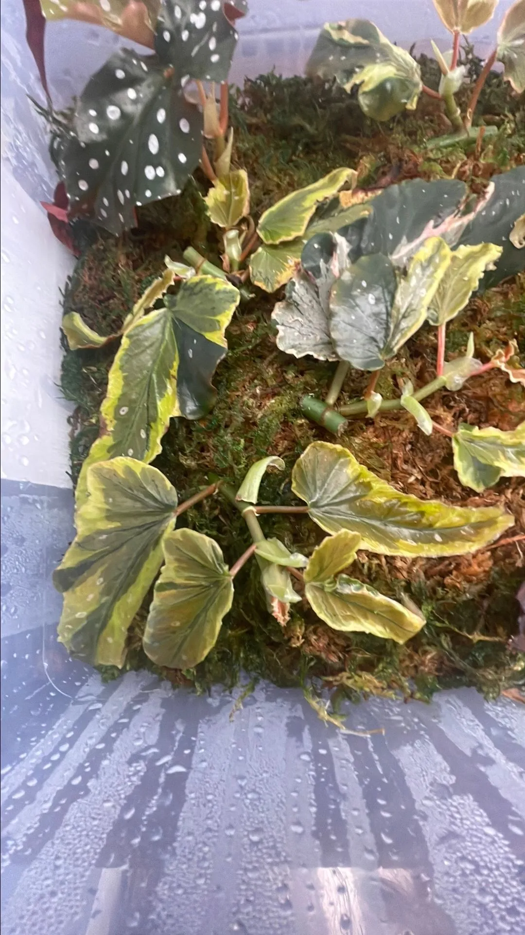 Product image for Begonia Dainty Spray Cutting 4+ leaves