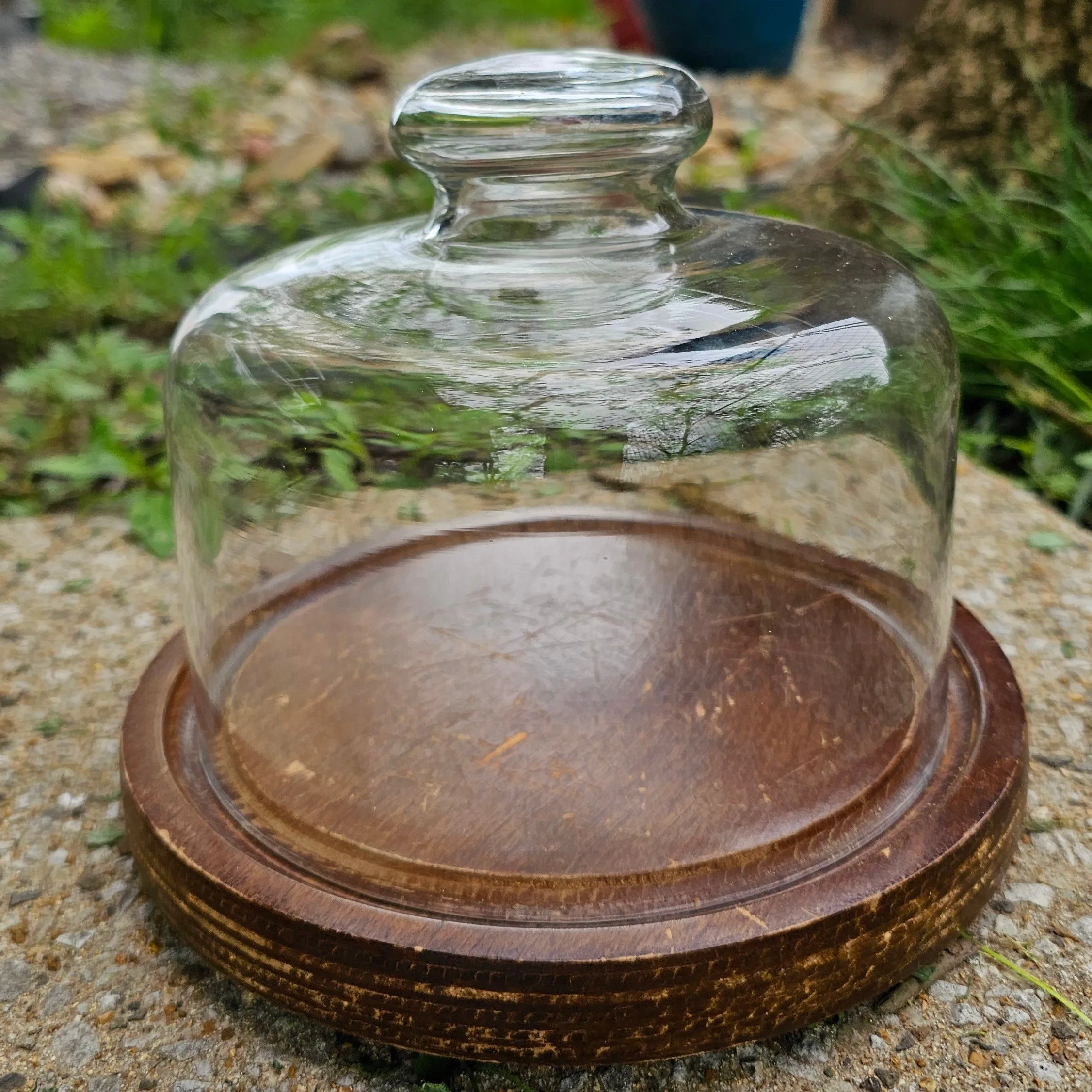 Product image for Cloche Short and Squatty Dome Wood Base