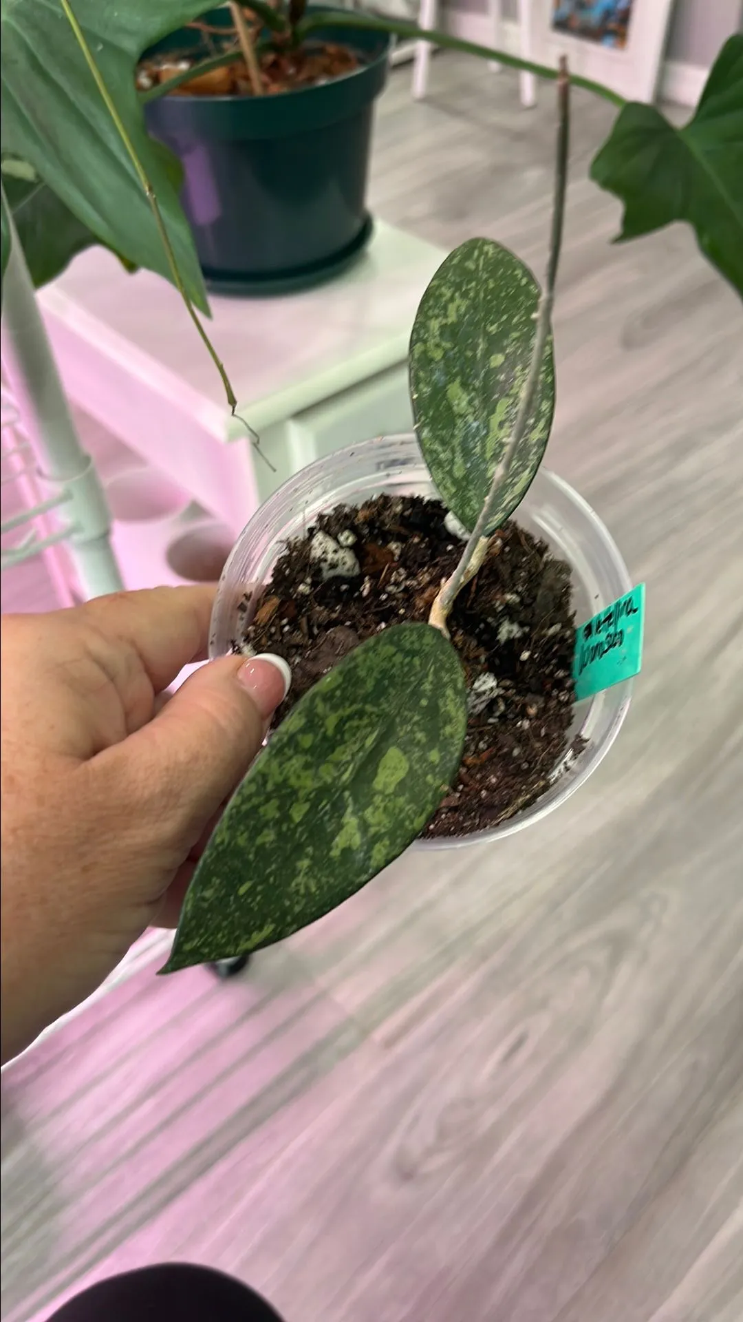 Product image for Hoya vitellina wonosobo