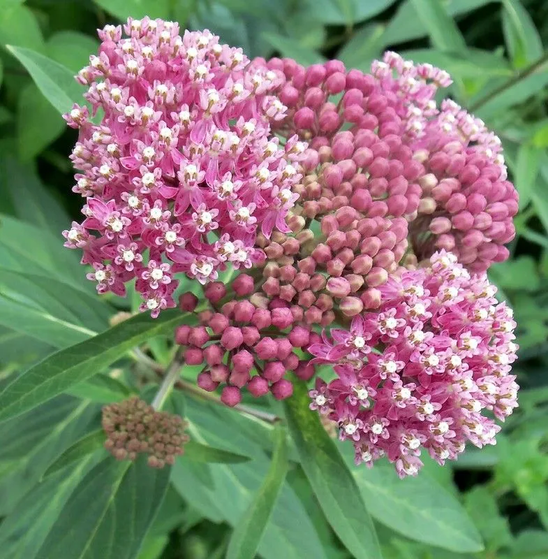 Product image for Swamp Milkweed Seeds | Asclepias incarnata| Hand Harvested | Help the Monarch Butterfly Population