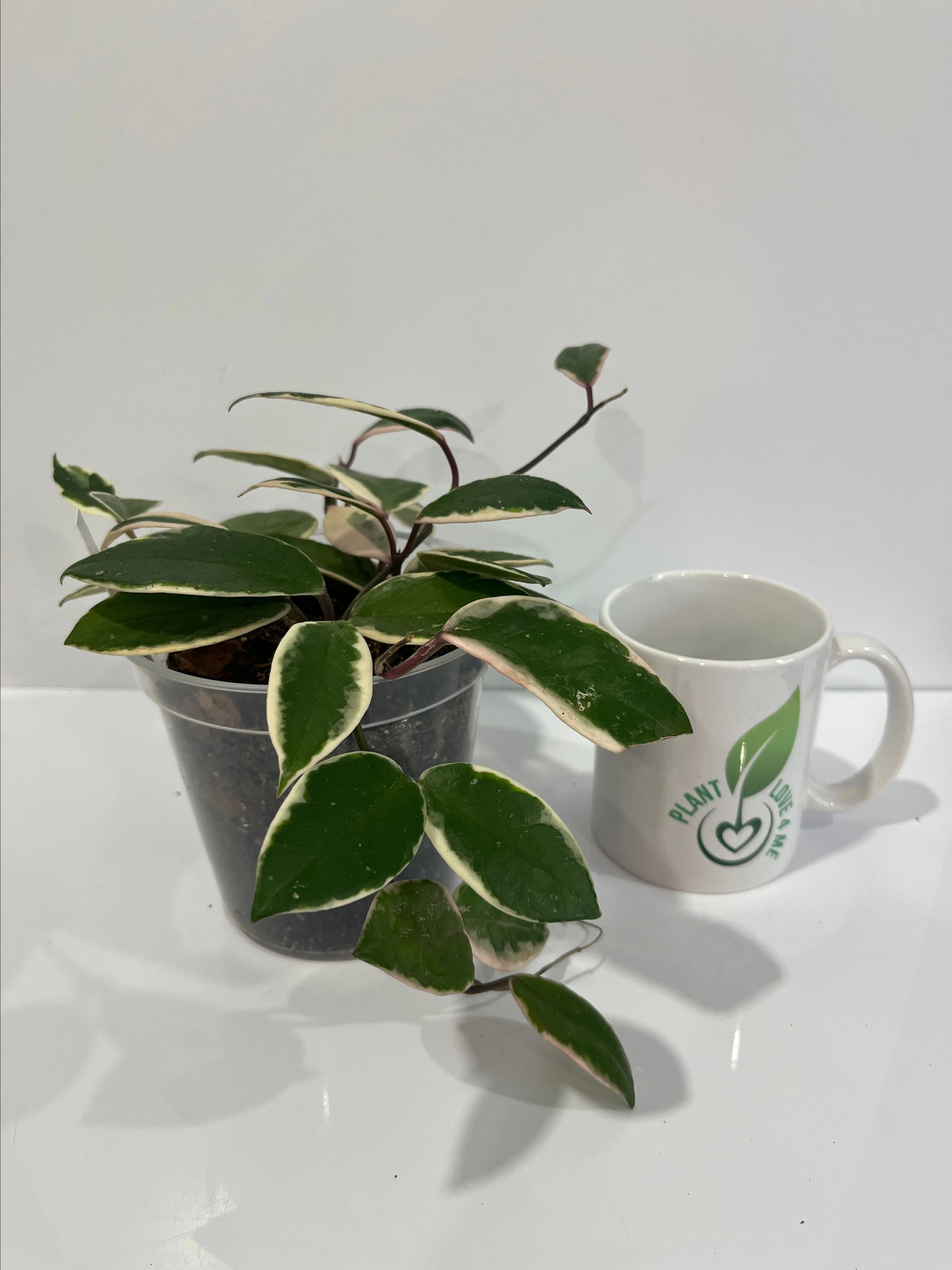 Product image for Hoya flamingo dream