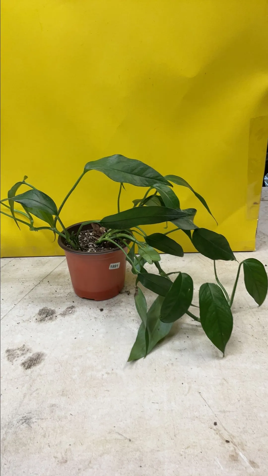 Product image for Pothos Baltic Blue 1991