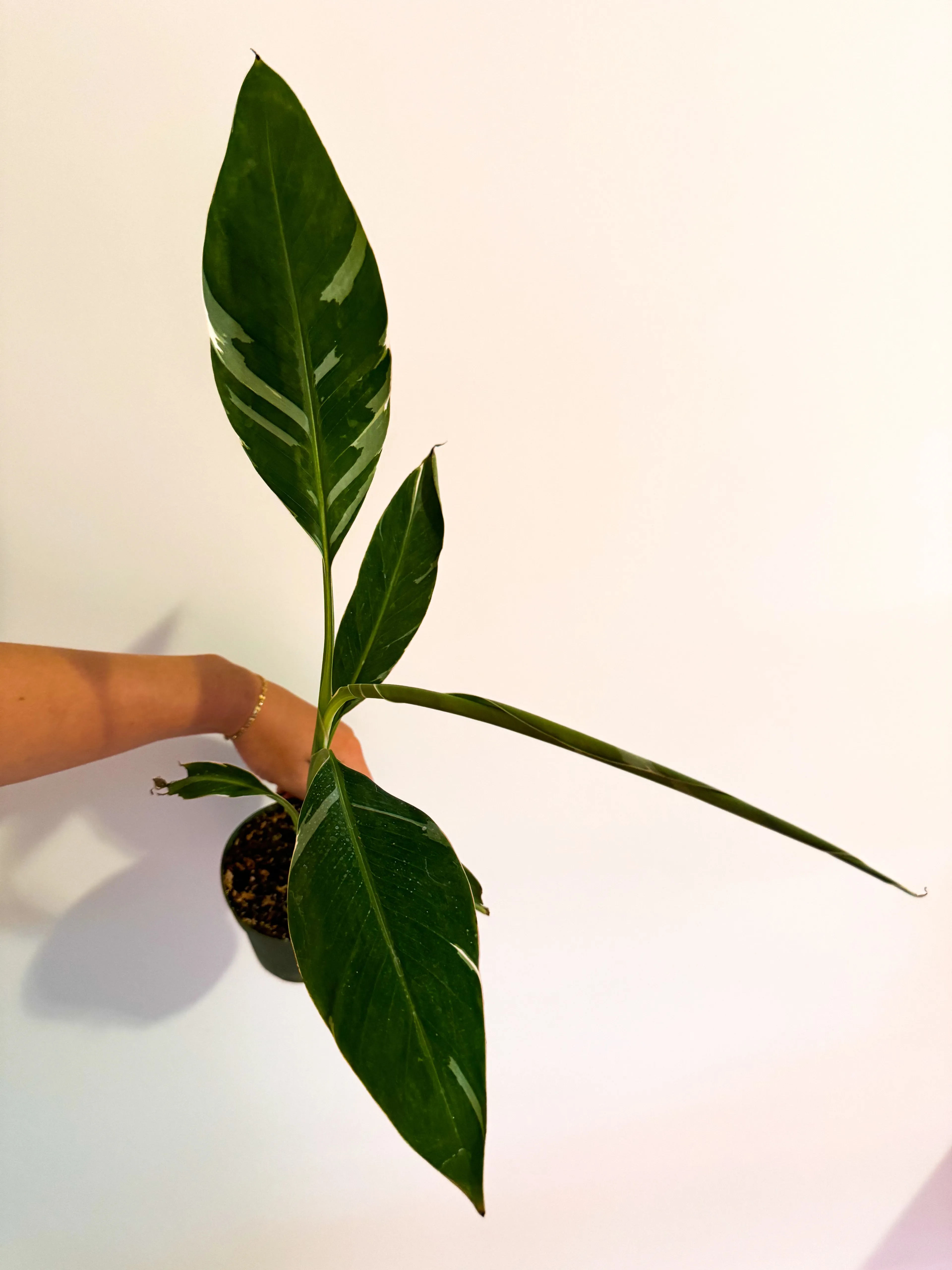 Product image for Variegated Musa Banana