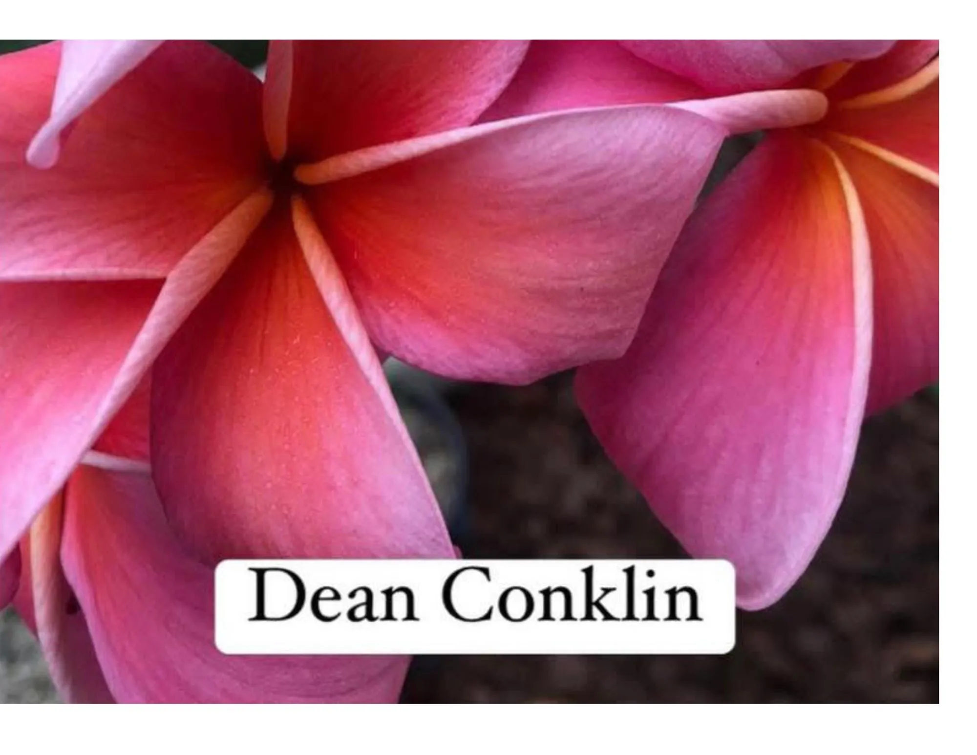 Product image for Dean Conklin plumeria cutting