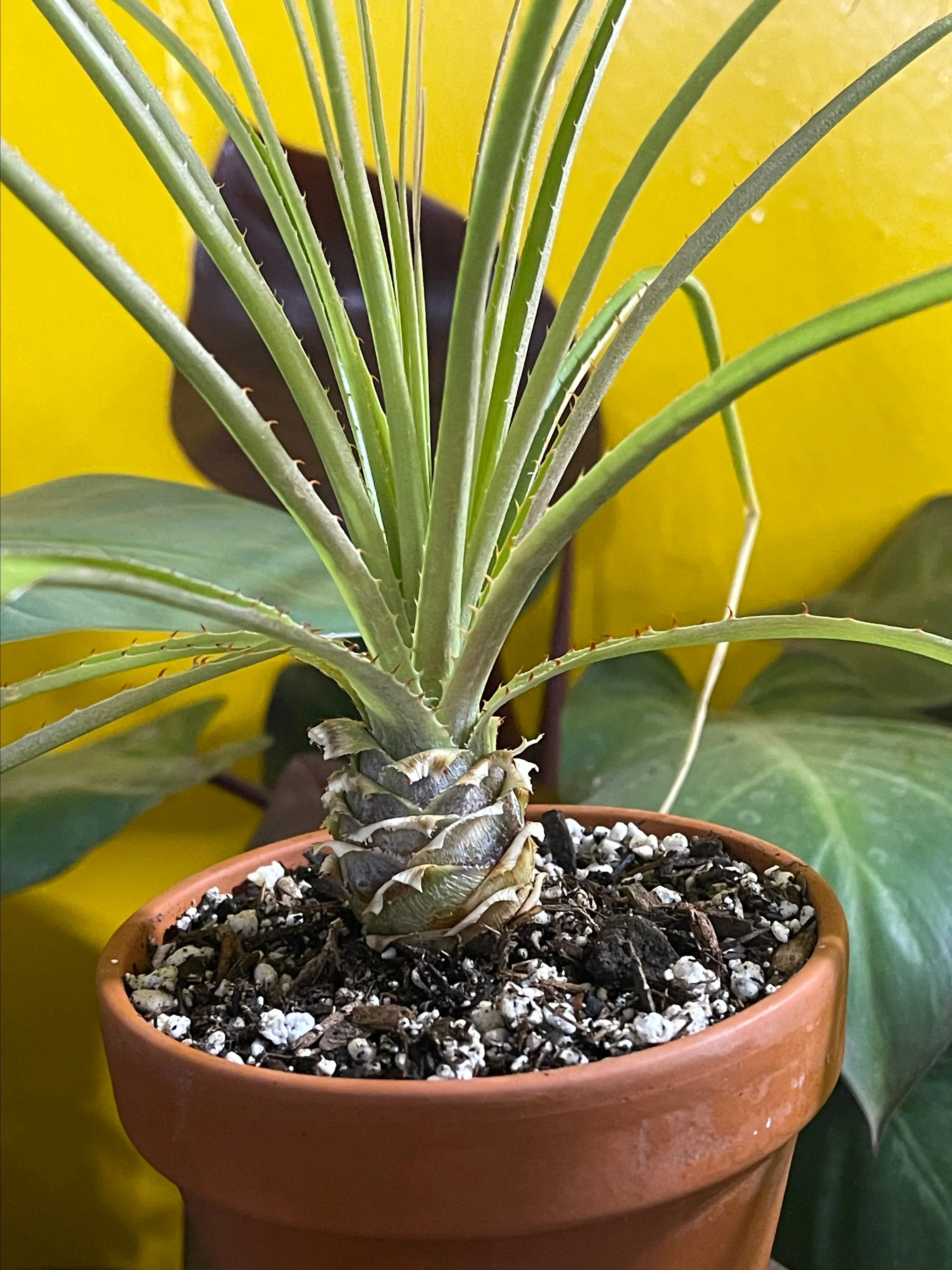 Product image for Puya mirabilis