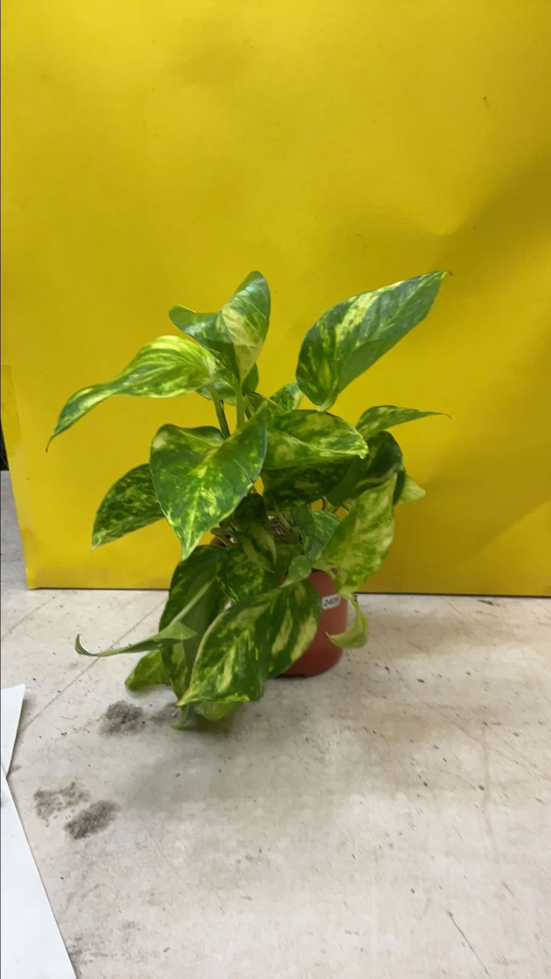 Product image for Pothos Golden 2405