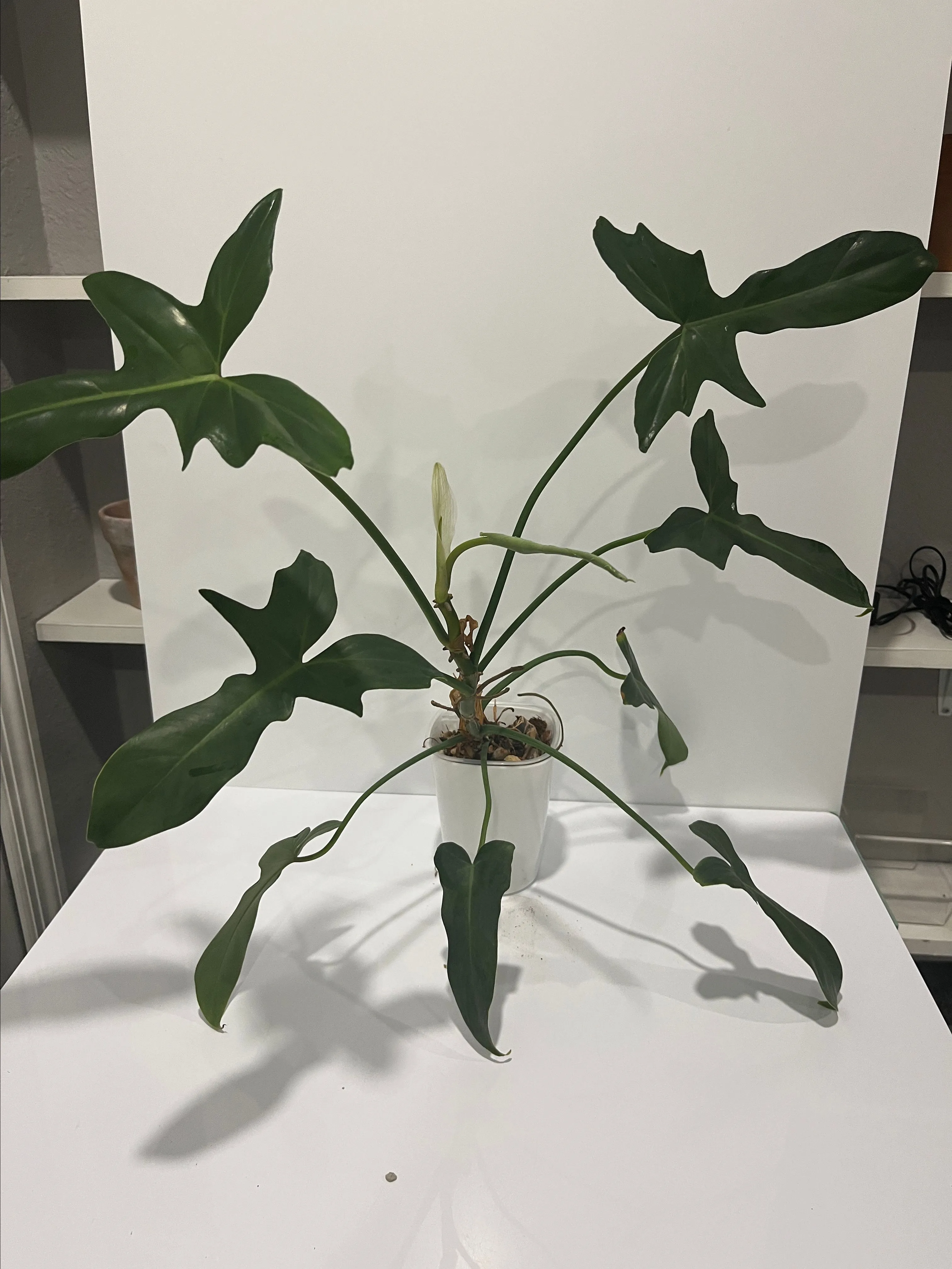 Product image for Philodendron golden dragon reverted