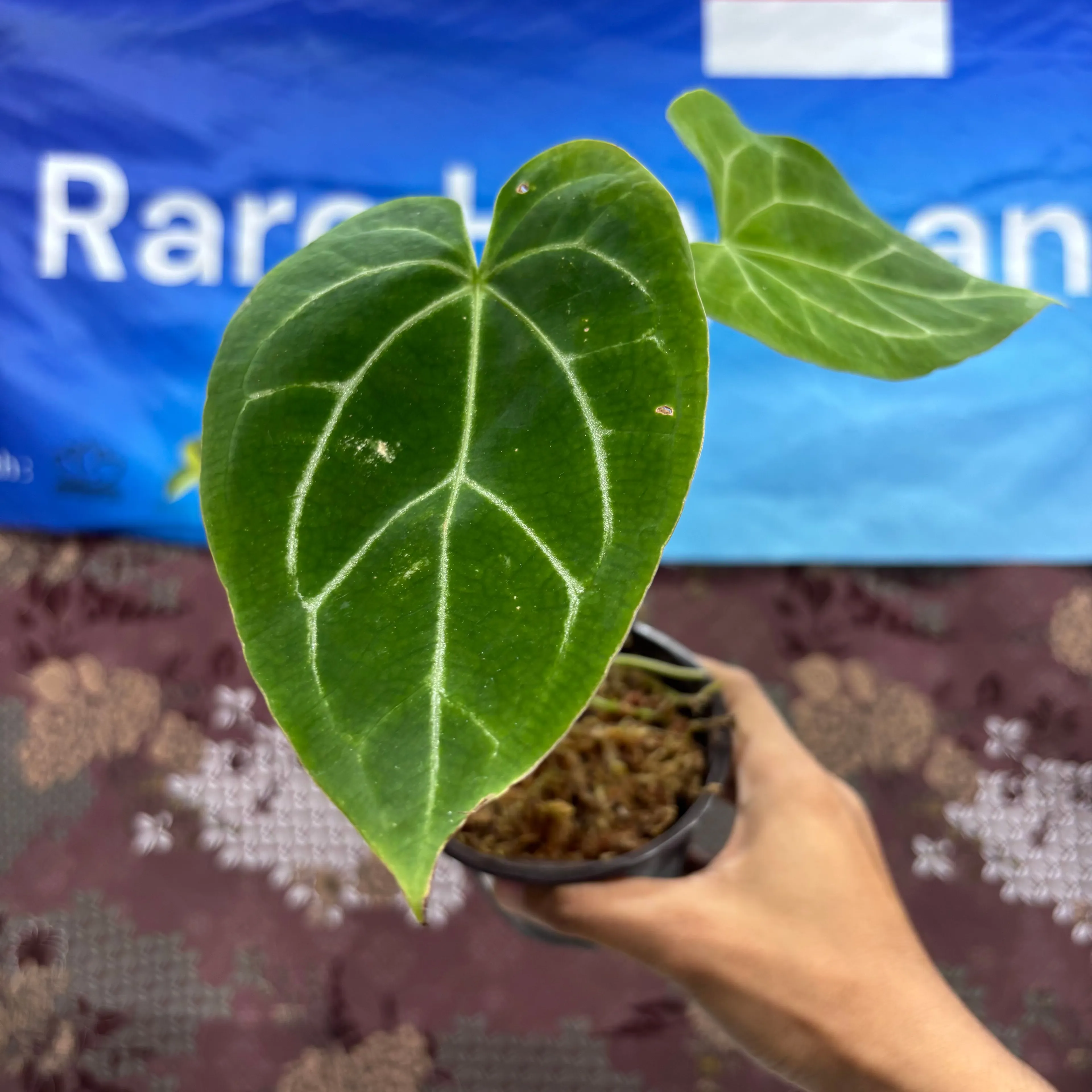 Product image for  C05014 - Anthurium Papillilaminum  Red Petiole X Forgetii