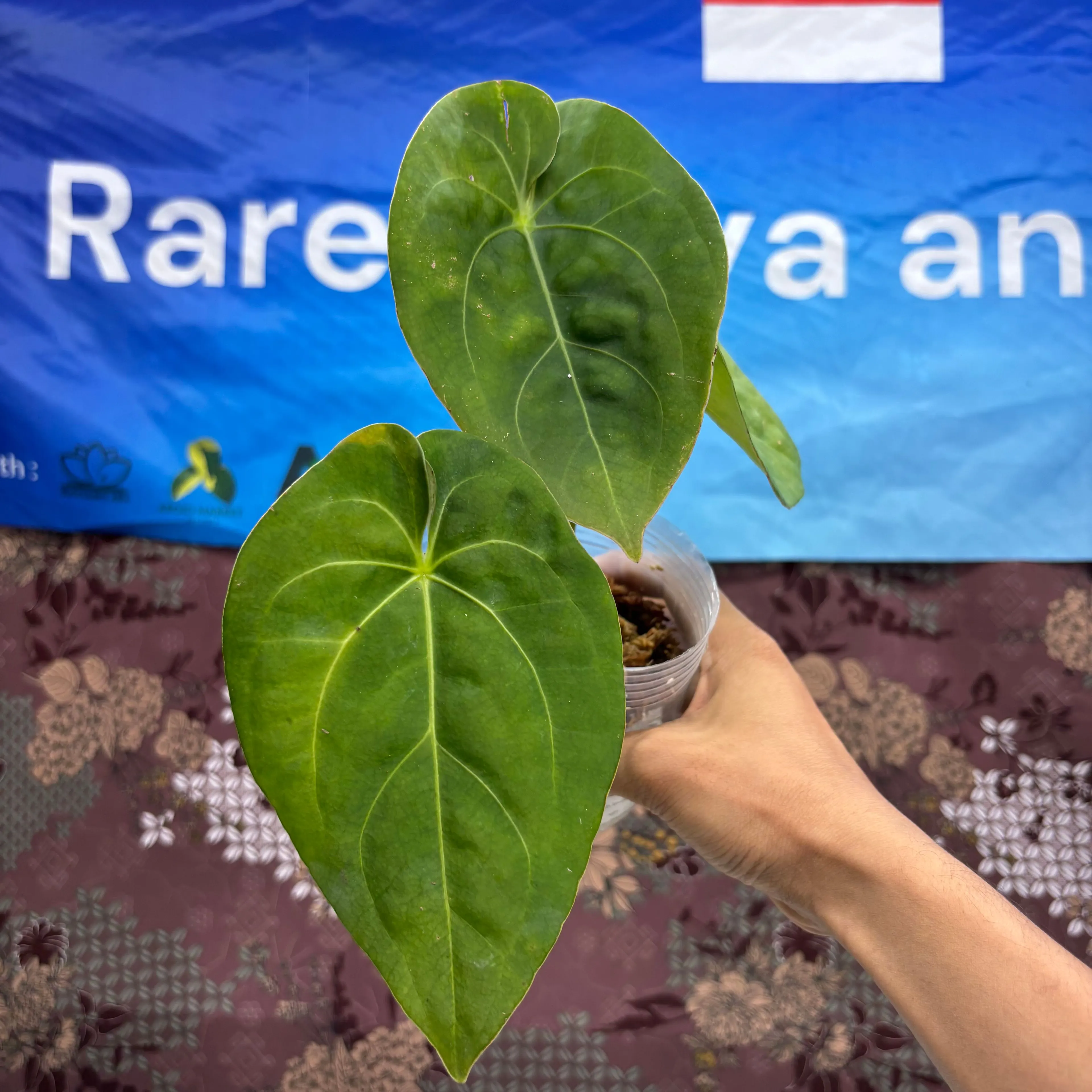 Product image for  C05010 - Anthurium Papillilaminum  Legend