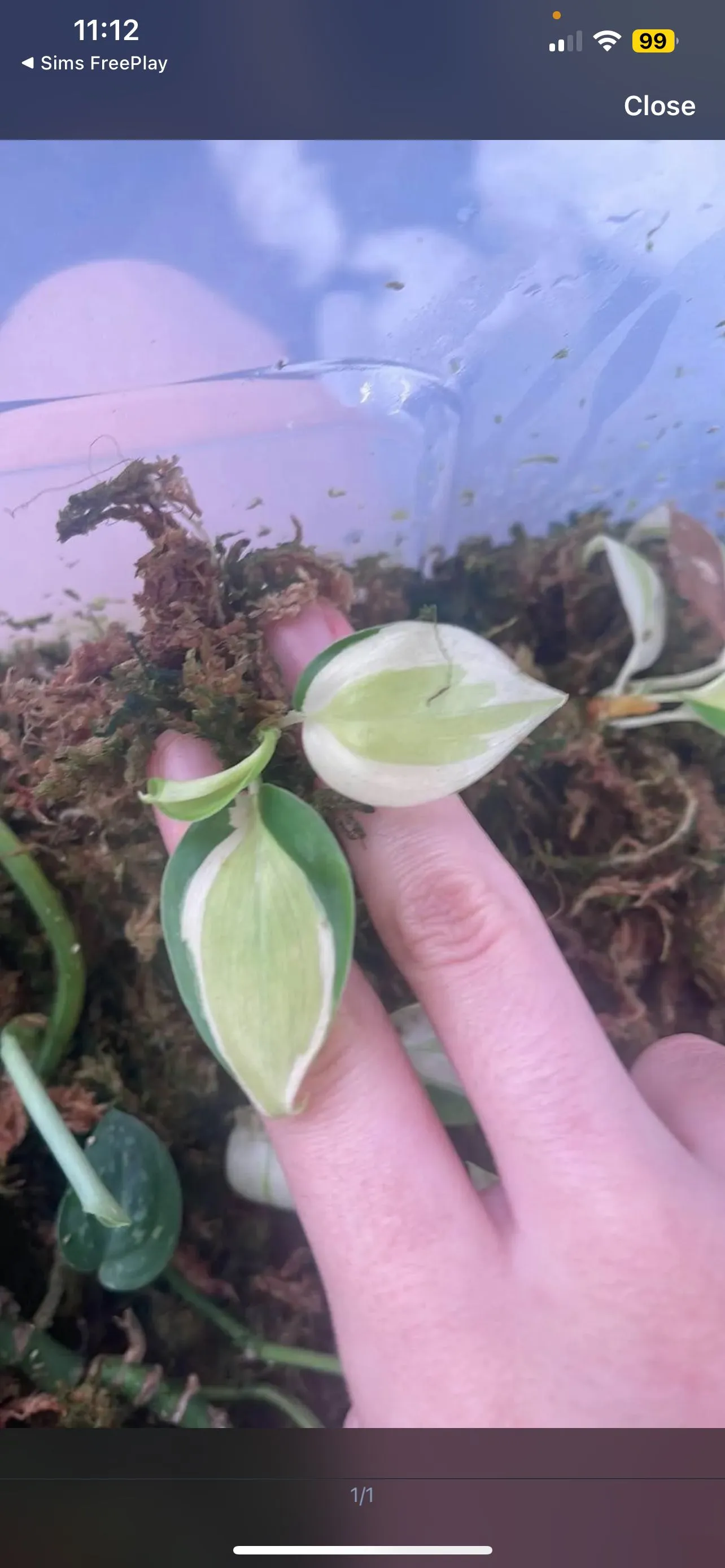 Product image for Philodendron Gabby