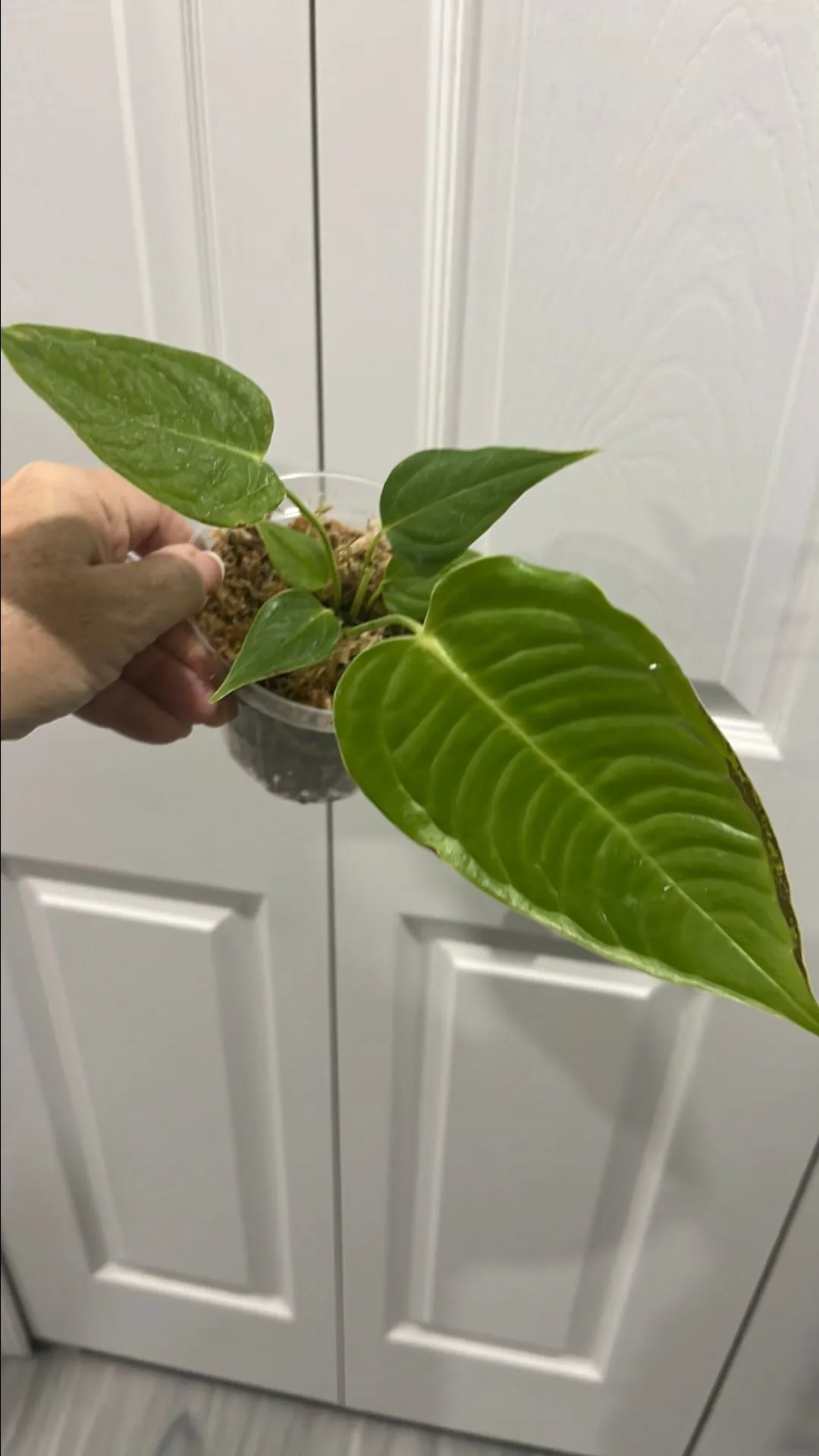 Product image for Anthurium veitchii