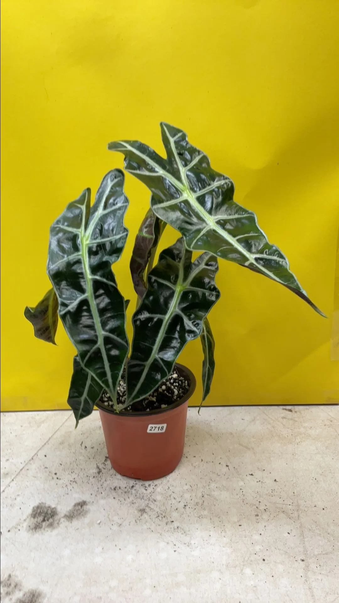 Product image for Alocasia Polly 2718