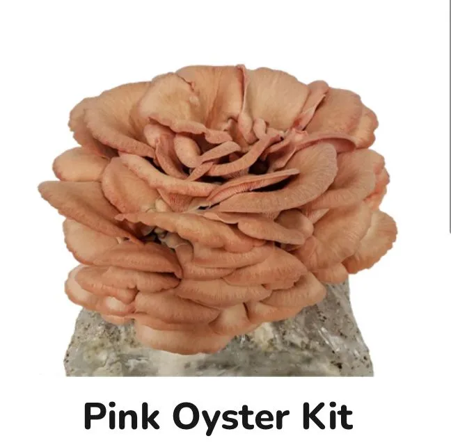 Product image for Pink Oyster Grow Kit