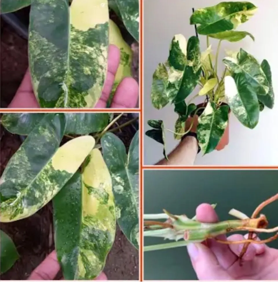 Product image for Variegated Burl Marx growers choice