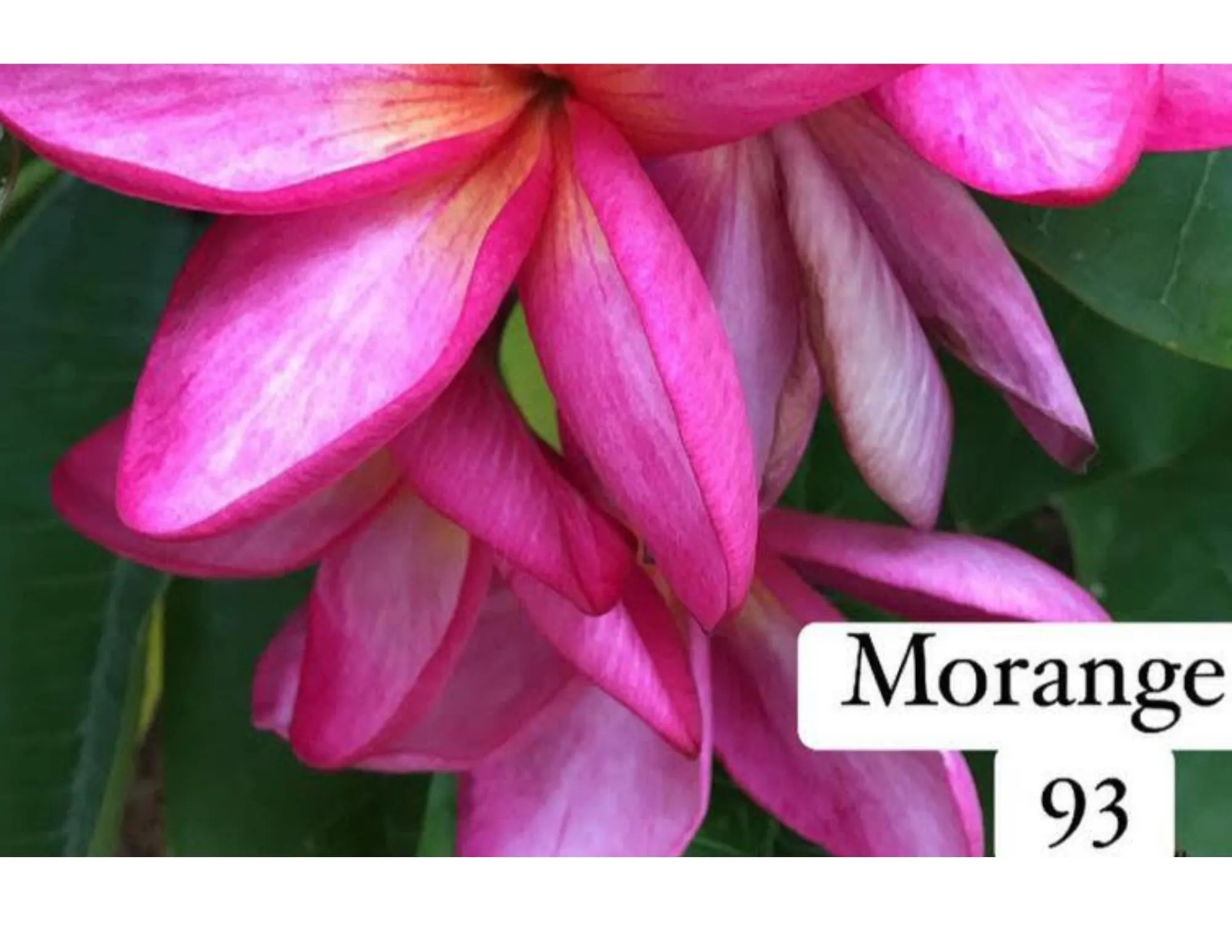 Product image for Morange 93 plumeria cutting