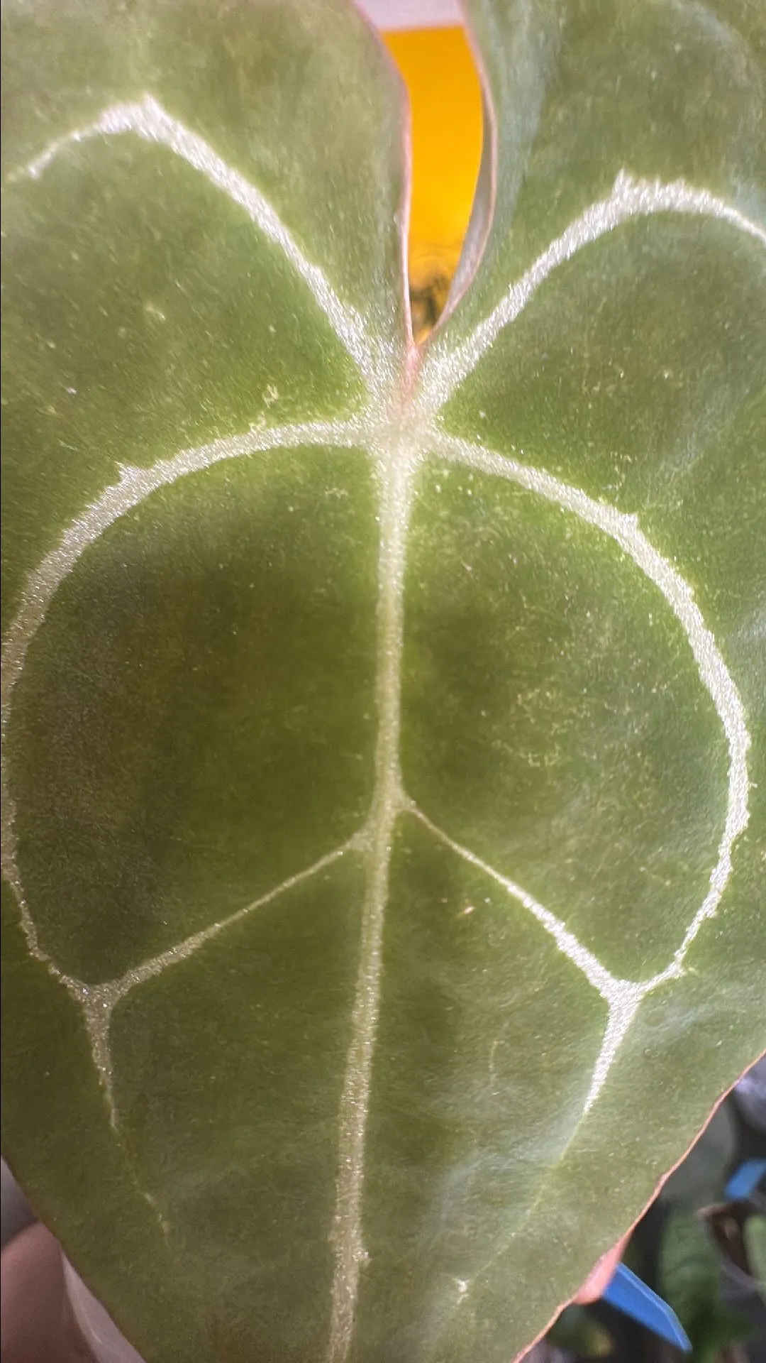 Product image for Anthurium crystallinum dark form x dressier