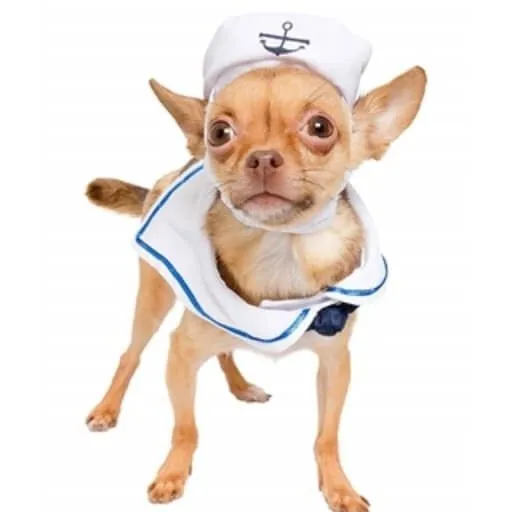 Product image for PET KREWE SAILOR HALLOWEEN COSTUME HAT & COLLAR SM DOG CAT up to 15 lbs