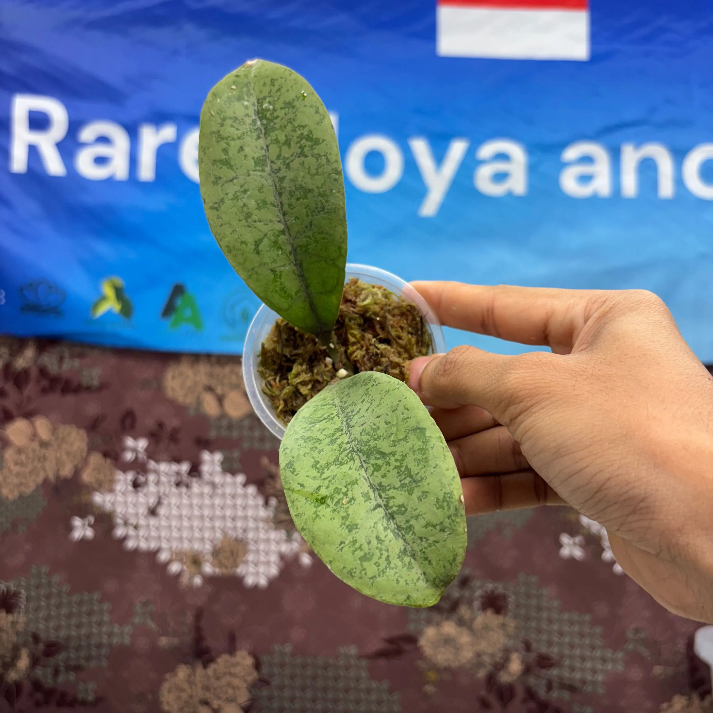 Product image for  D05002 -   Hoya Forbesi Silver