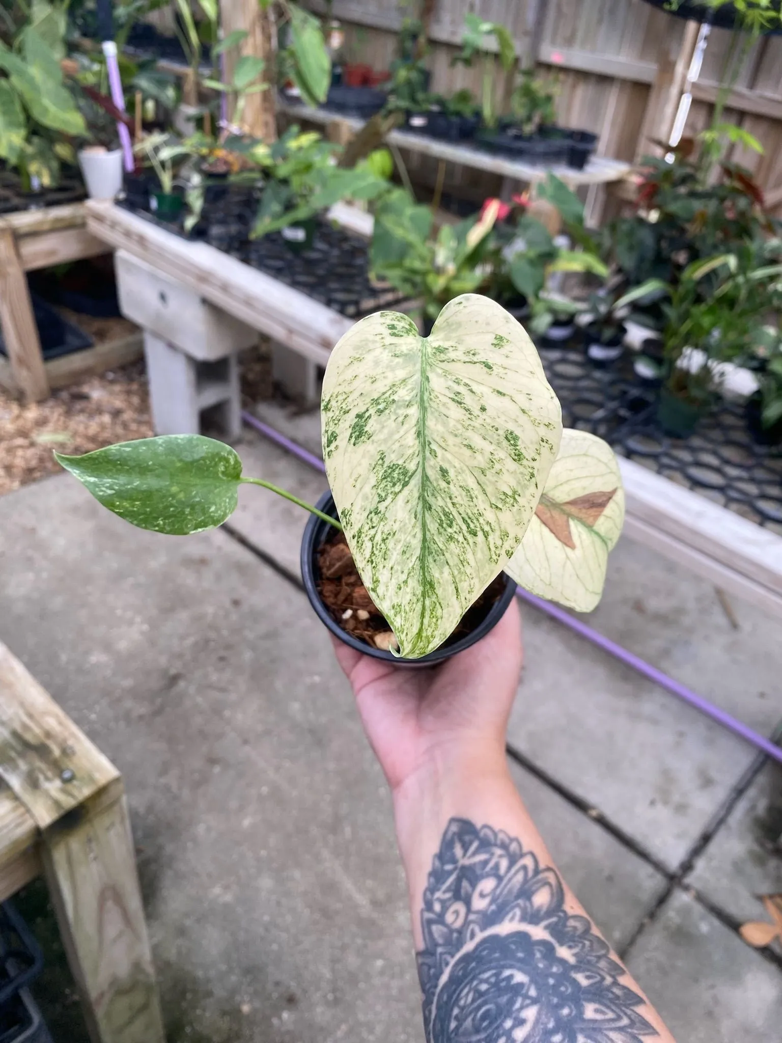 Product image for Monstera mint 4"