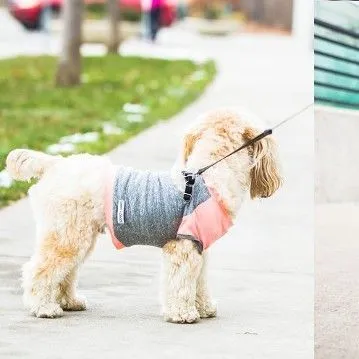 Product image for Penn and Pooch The Babe Dog T-Shirt XL Gray & Peach New With Tags Pet Cute USA