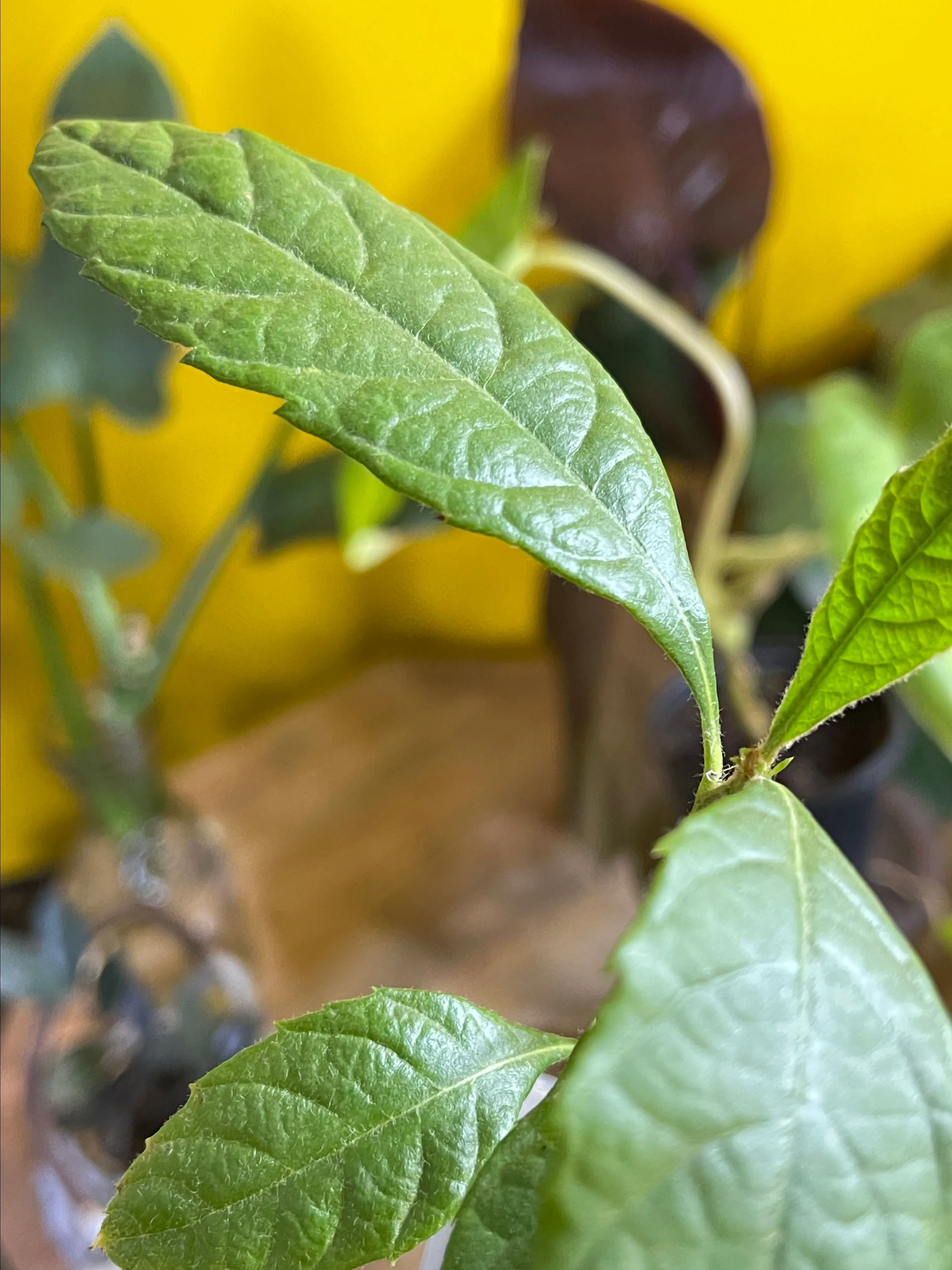 Product image for Loquat