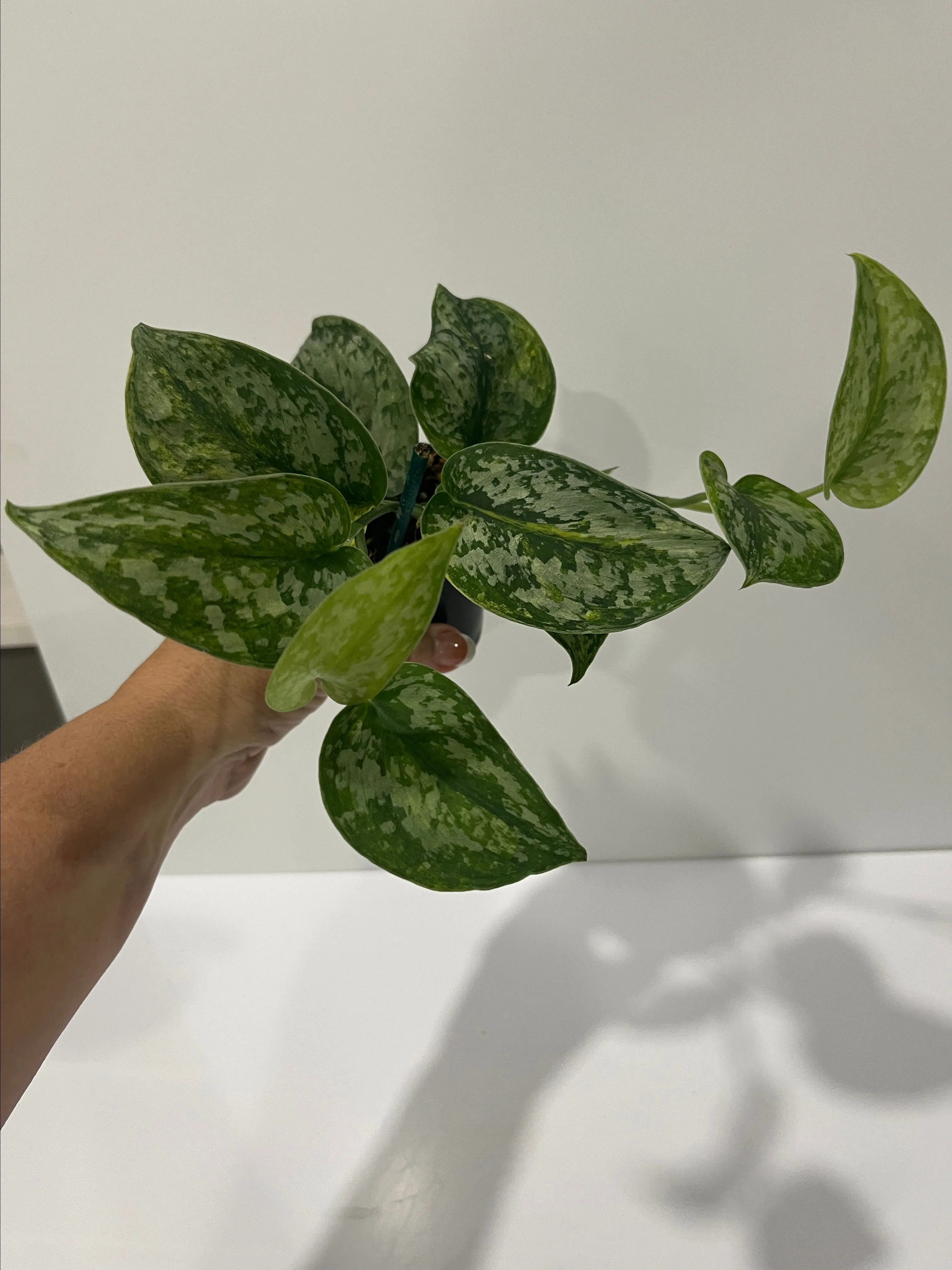 Product image for Scindapsus geulis aurea