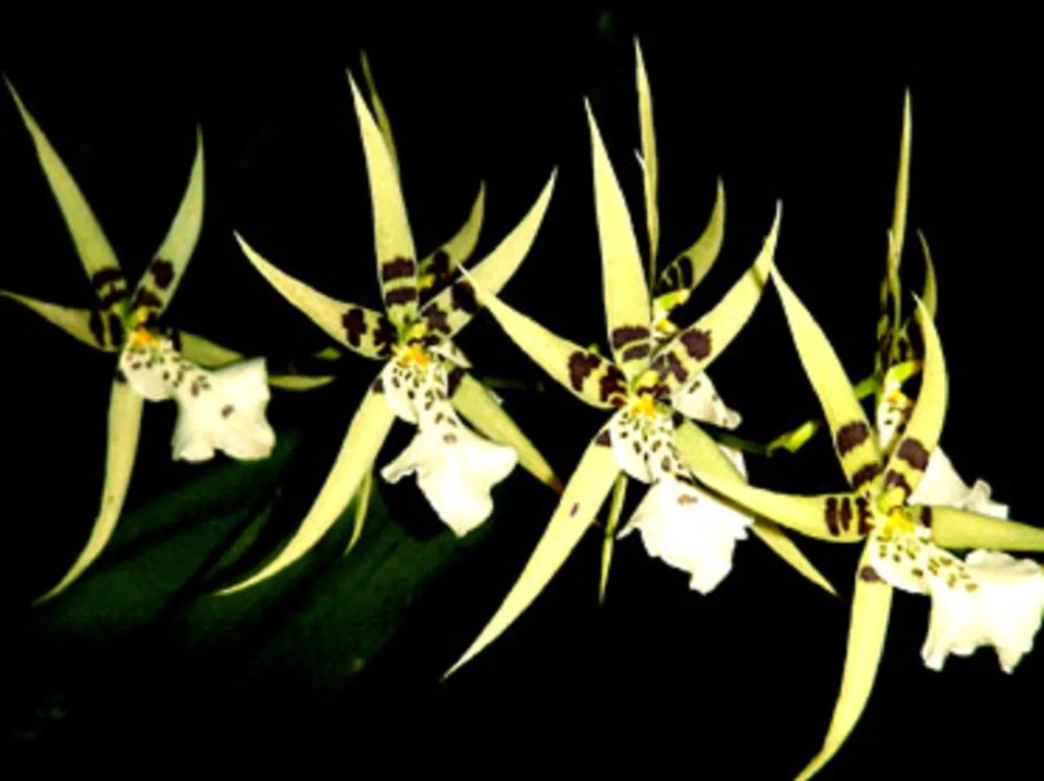 Product image for Miltassia Phoenix Rising 'White Light' Seedling Orchid