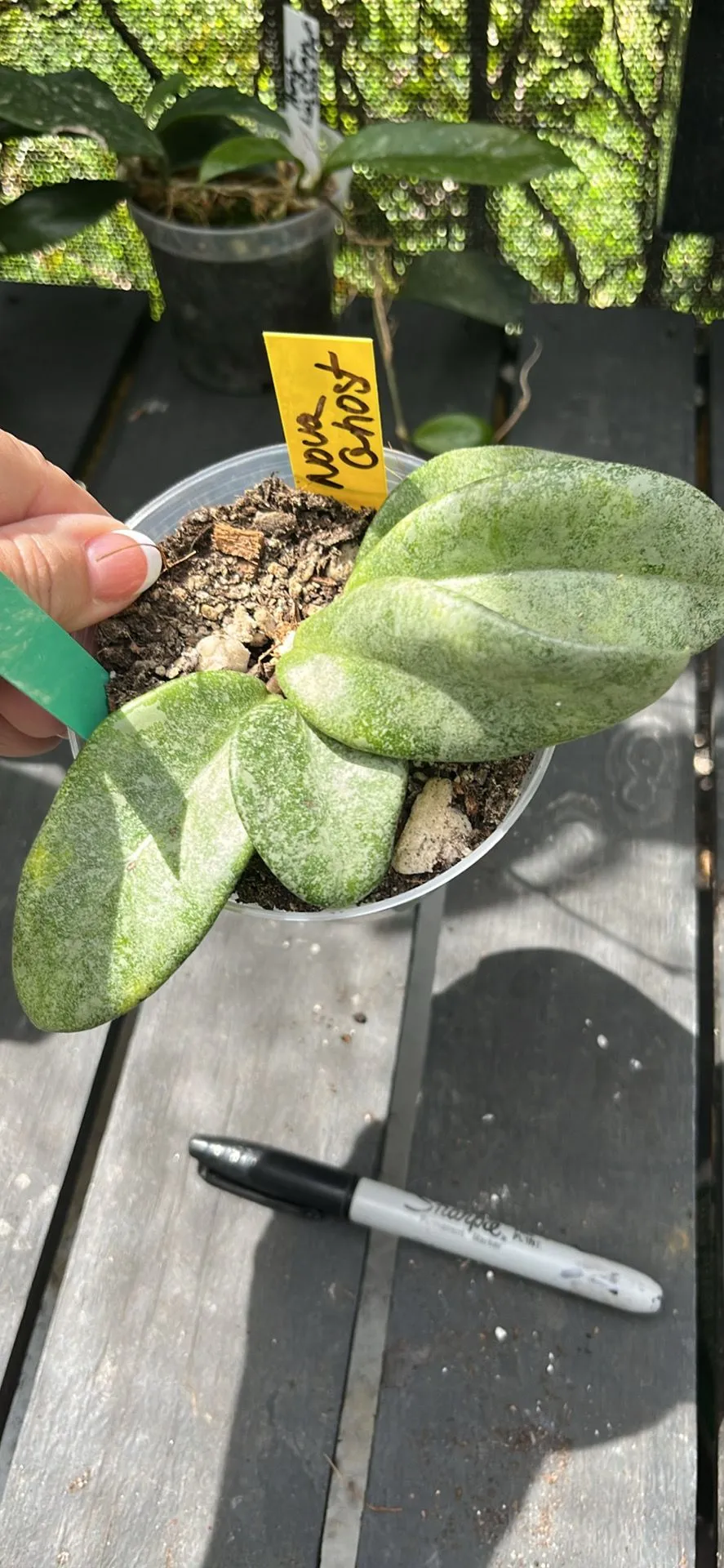 Product image for Hoya Nova Ghost