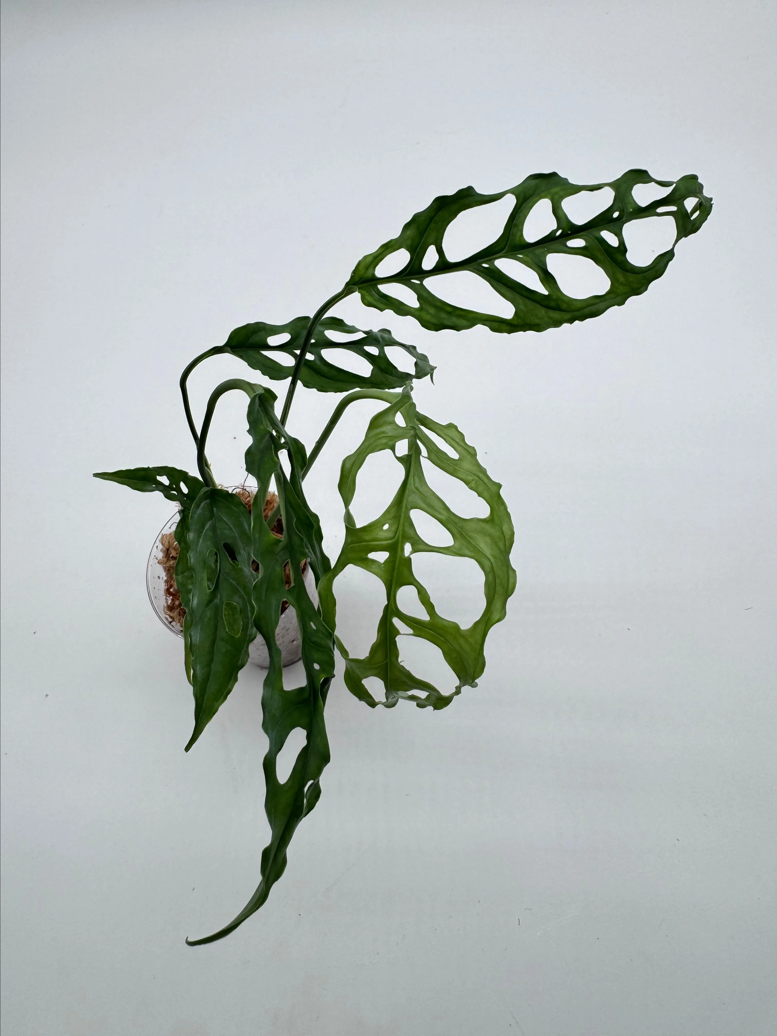 Product image for Monstera Obliqua