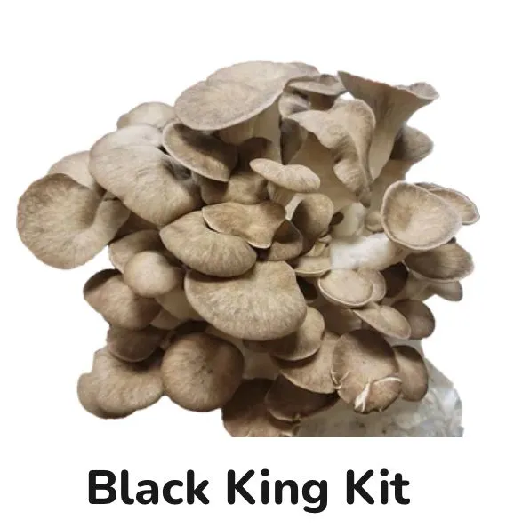 Product image for Black King Grow Kit
