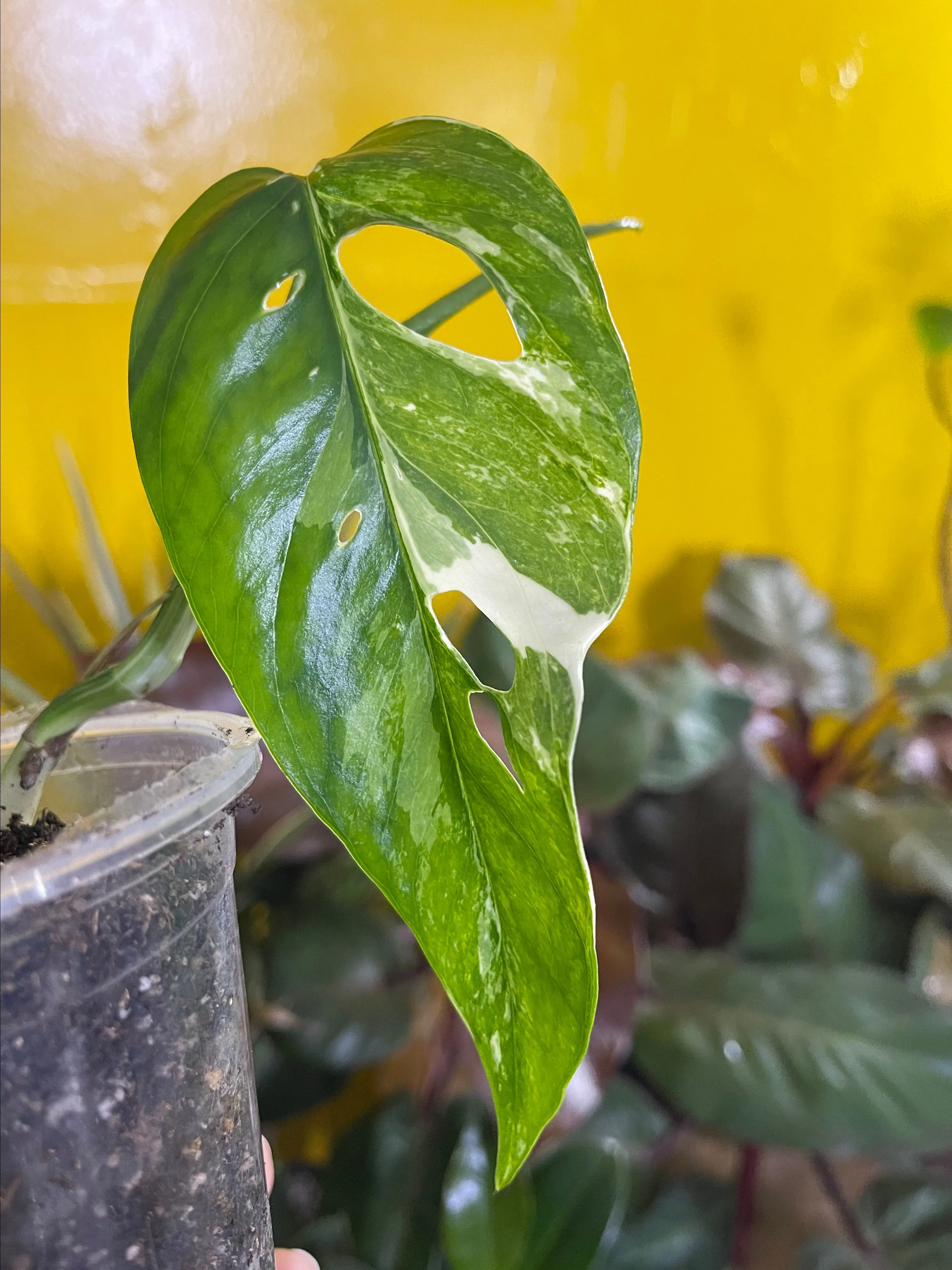 Product image for Epipremnum pinnatum albo variegated cutting