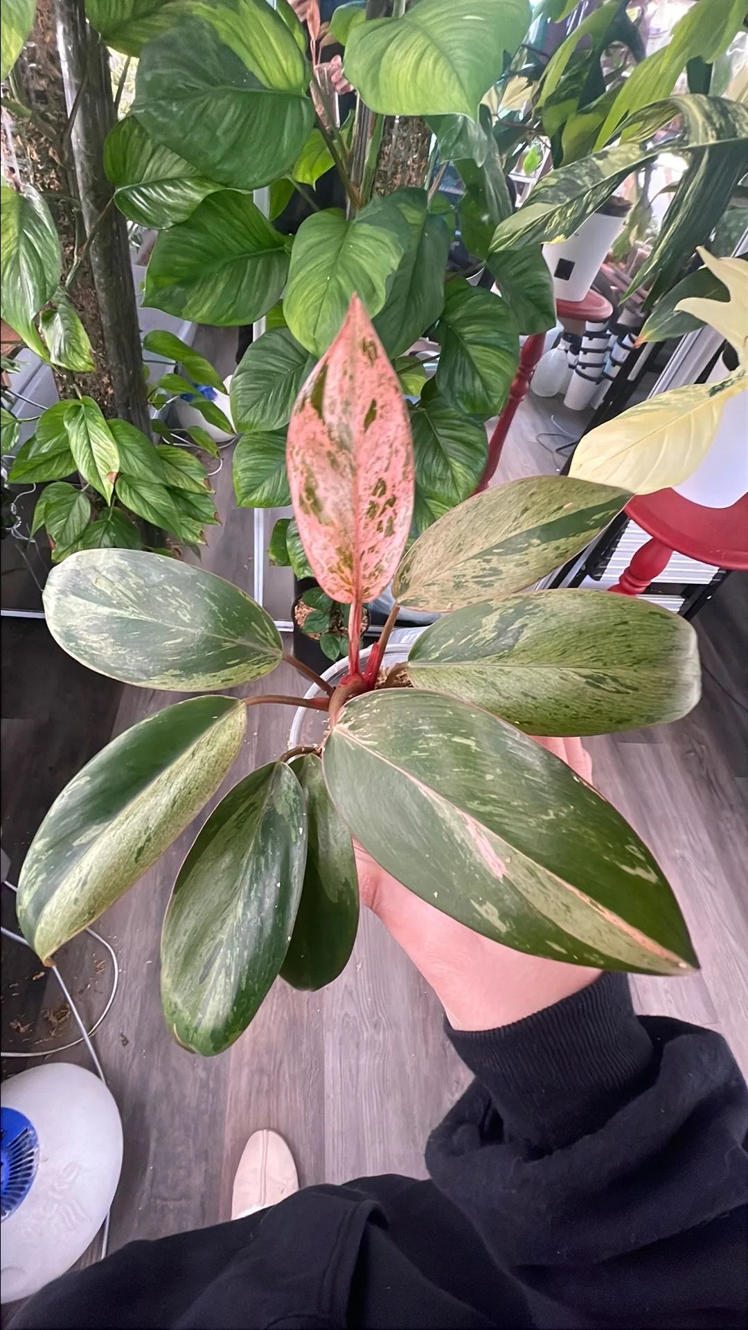 Product image for Philodendron Red Congo Mint