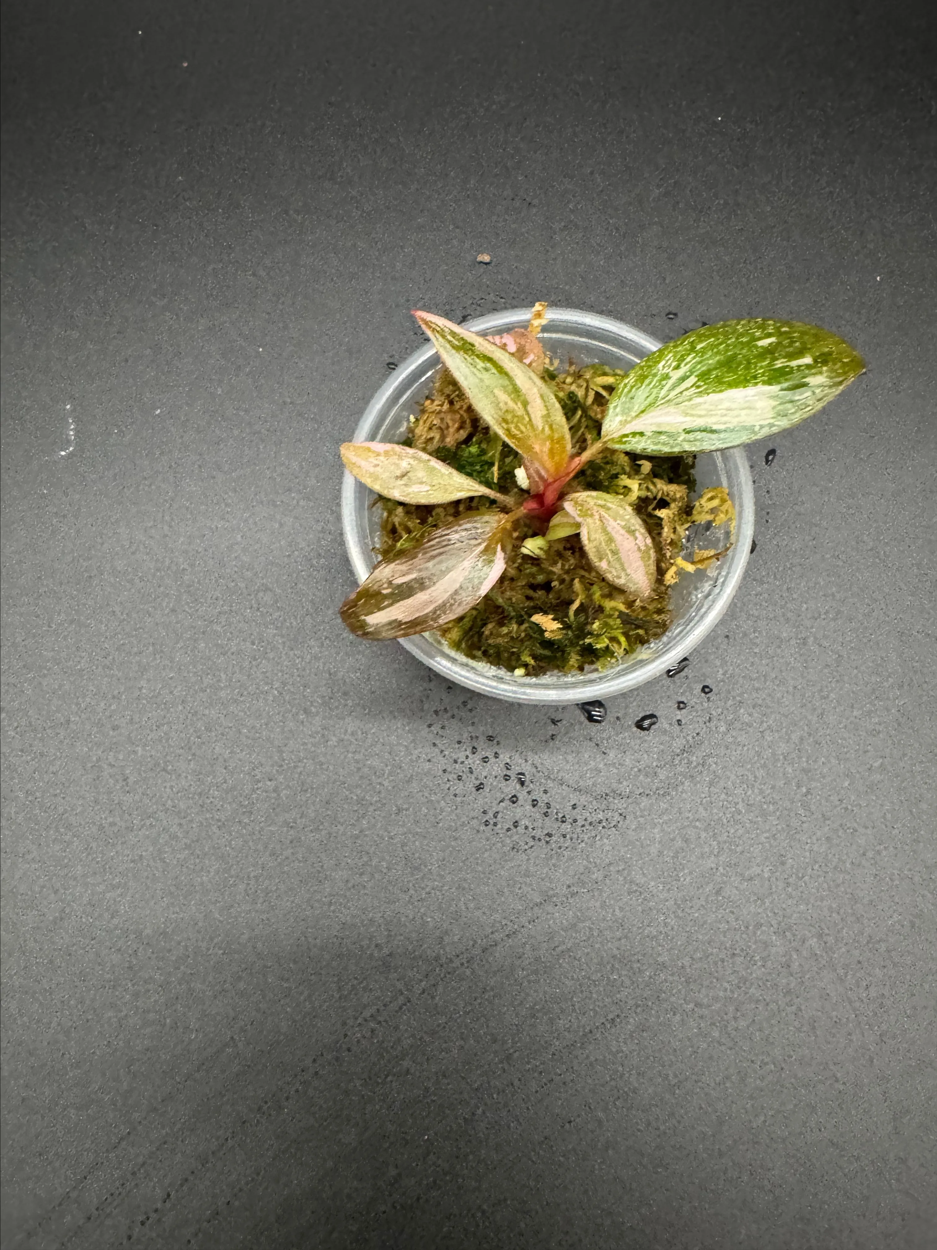 Listing Image Blurred Background
