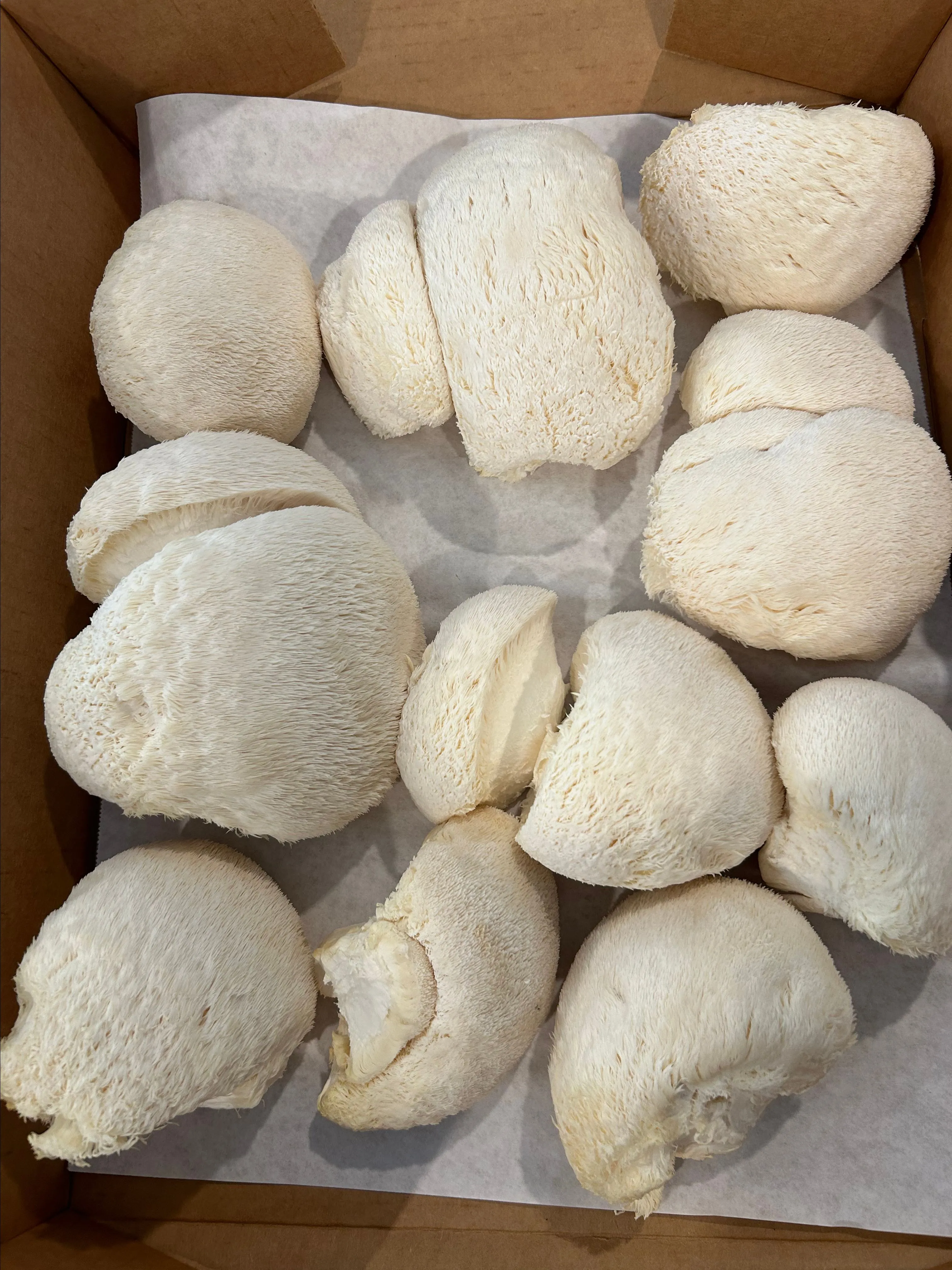 Product image for Lion’s Mane 5 LB Box