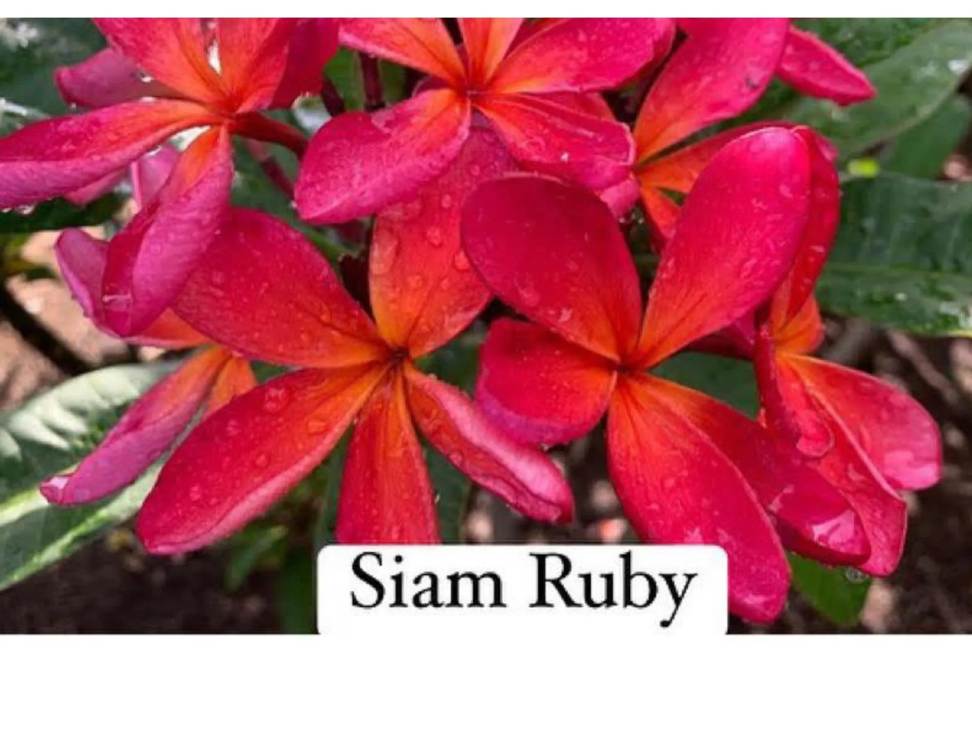 Product image for Siam Ruby plumeria cutting