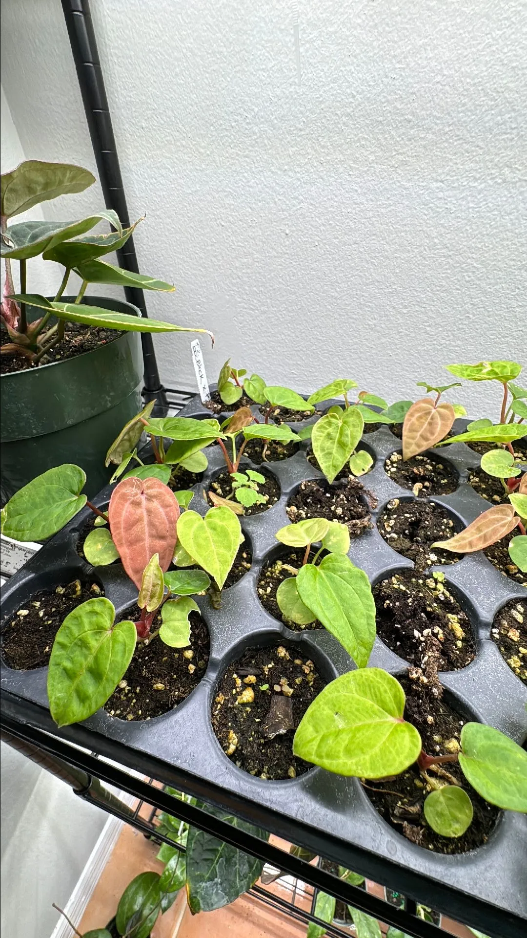 Product image for Doc block f2 x pap25 seedling