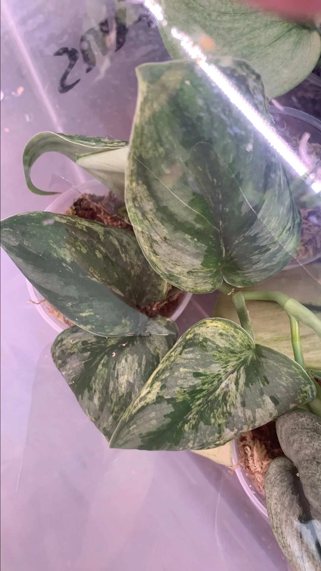 Product image for Scindapsus Silver Knight Variegated
