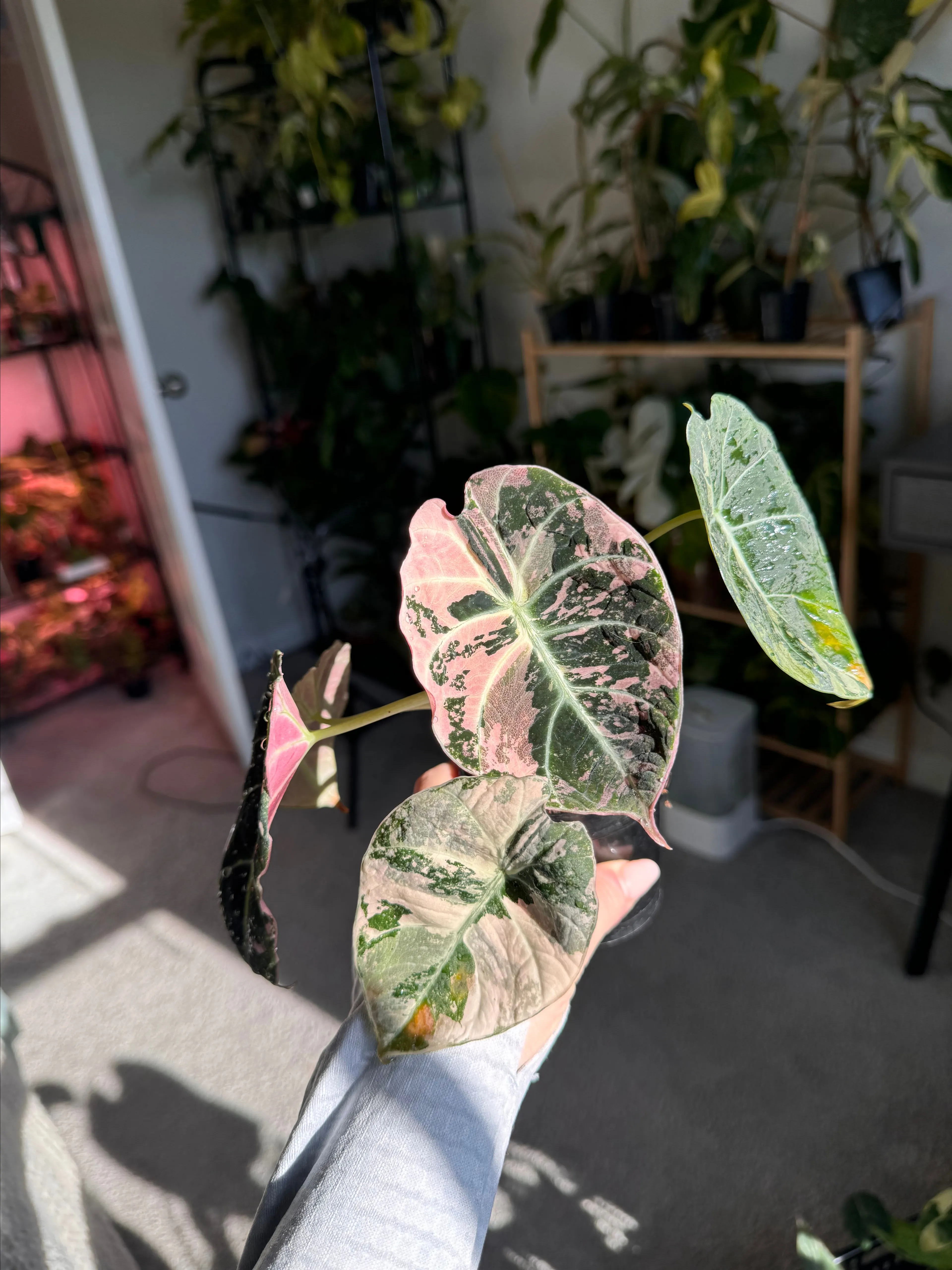 Product image for CORM Alocasia Black Velvet Pink Variegated