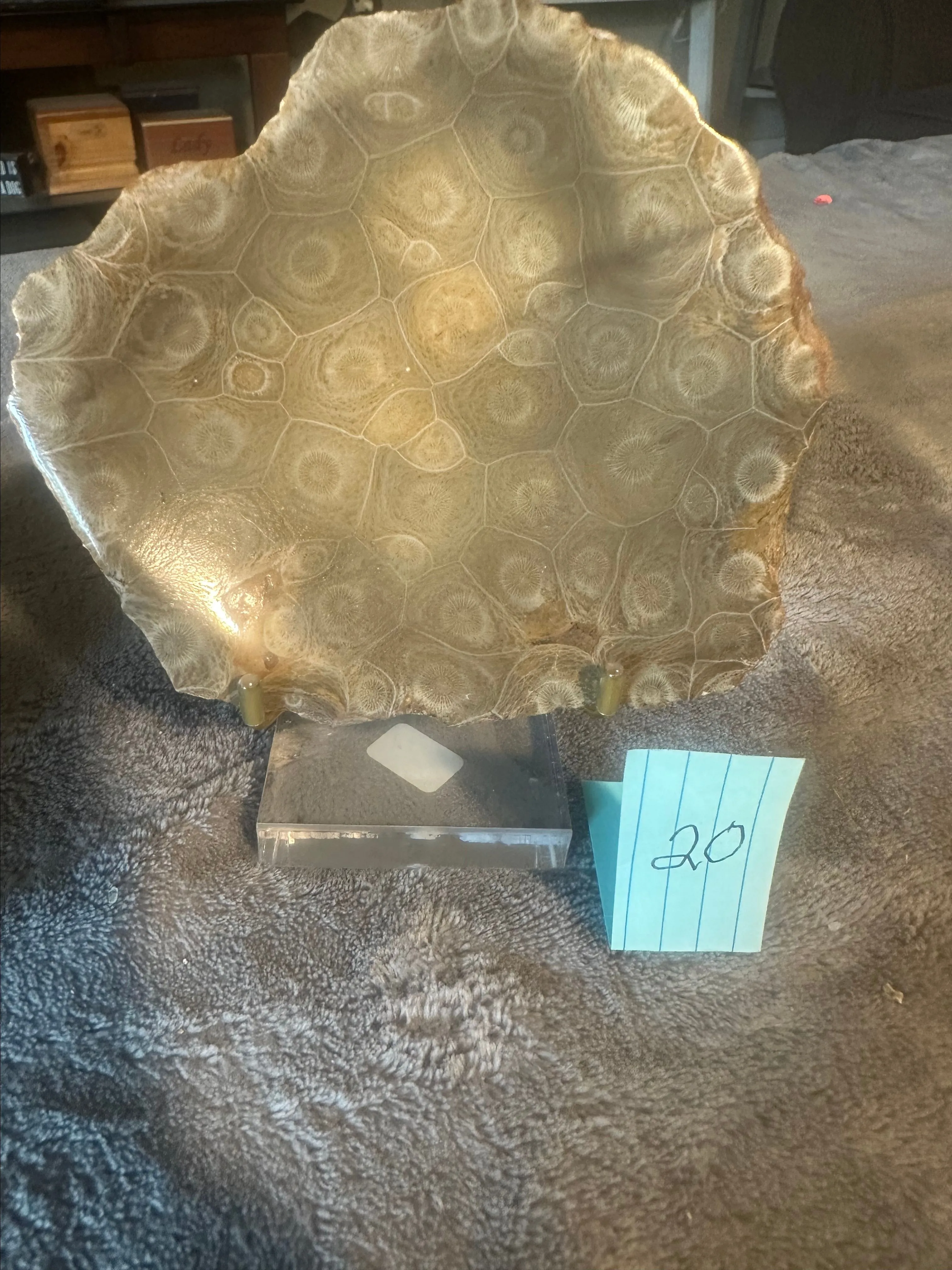 Product image for Great quality fossil bowl