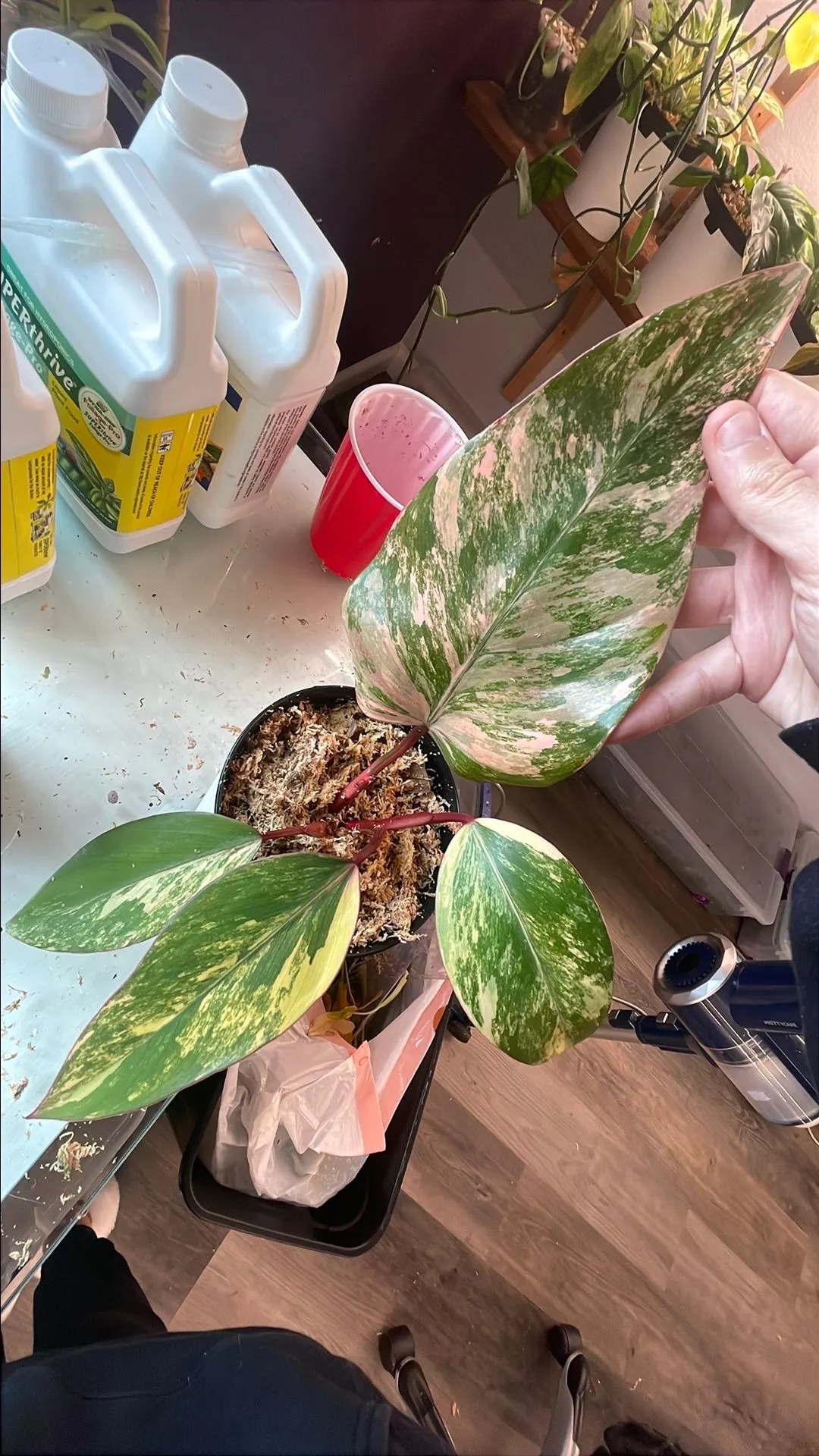 Product image for Philodendron Strawberry Shake